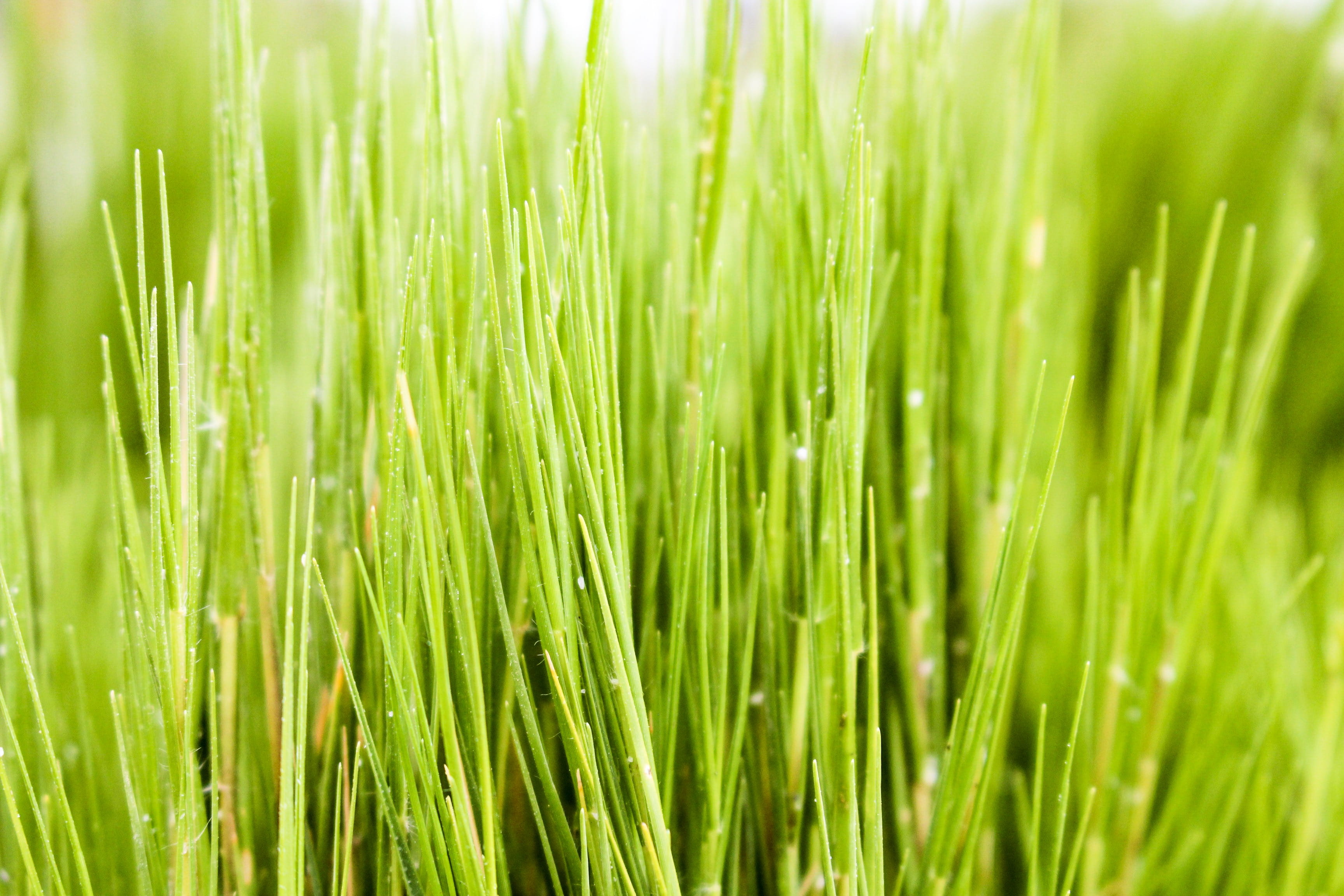 macro, vacation, plant part, ocean, environment, green, blade of grass, salt, no people, food and drink, light, green color, explore, beauty in nature, HD Wallpaper
