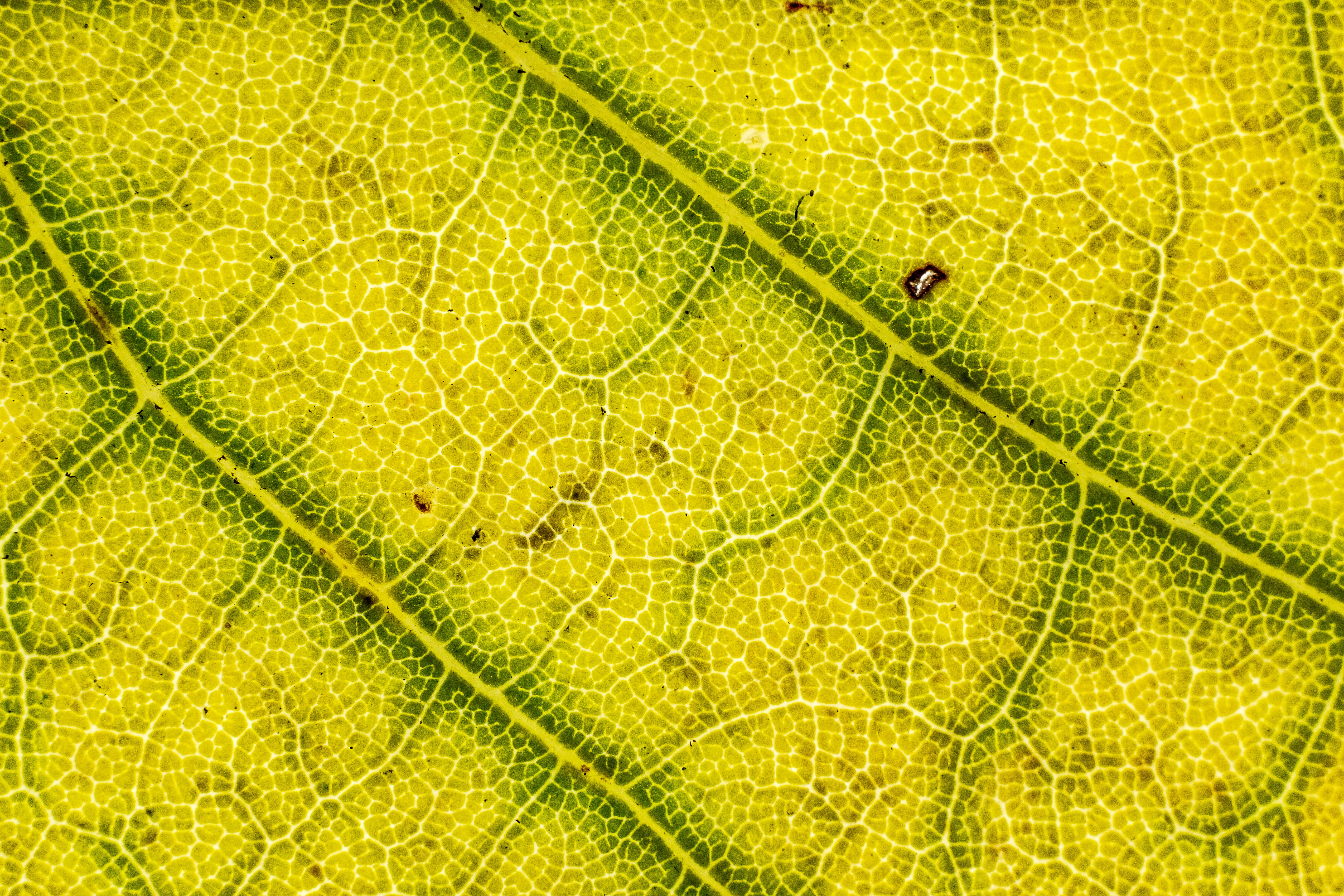 green texture, no people, animal themes, texture, macro, animal, leaf texture, close-up, invertebrate, outdoors, insect, backgrounds, small, macro leaf, HD Wallpaper