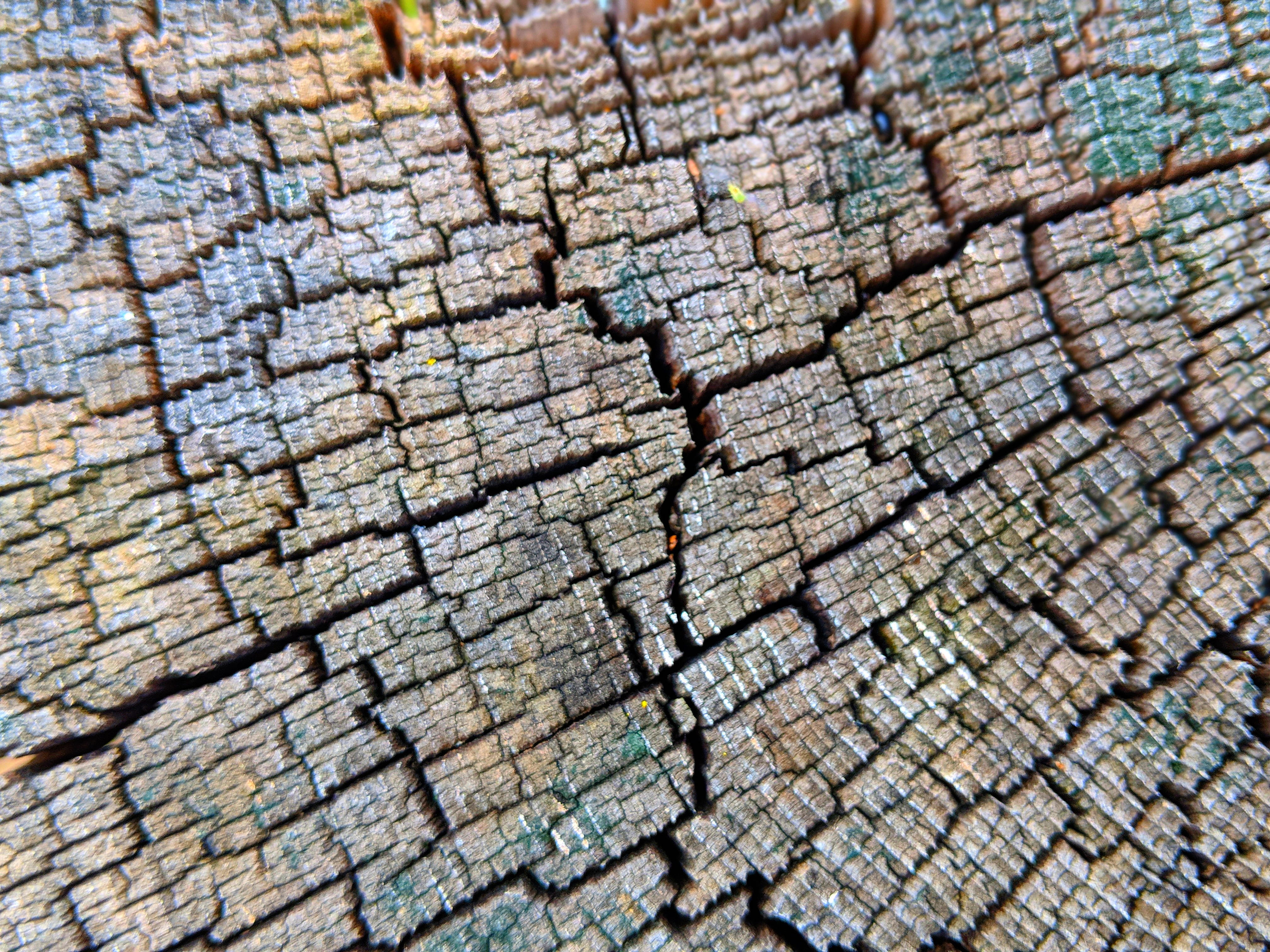 tree trunk, nature, cracked, outdoors, decay, close-up, modern, splinter, tree, close up, line, decayed, texture, bark, pattern, decaying, backgrounds, HD Wallpaper