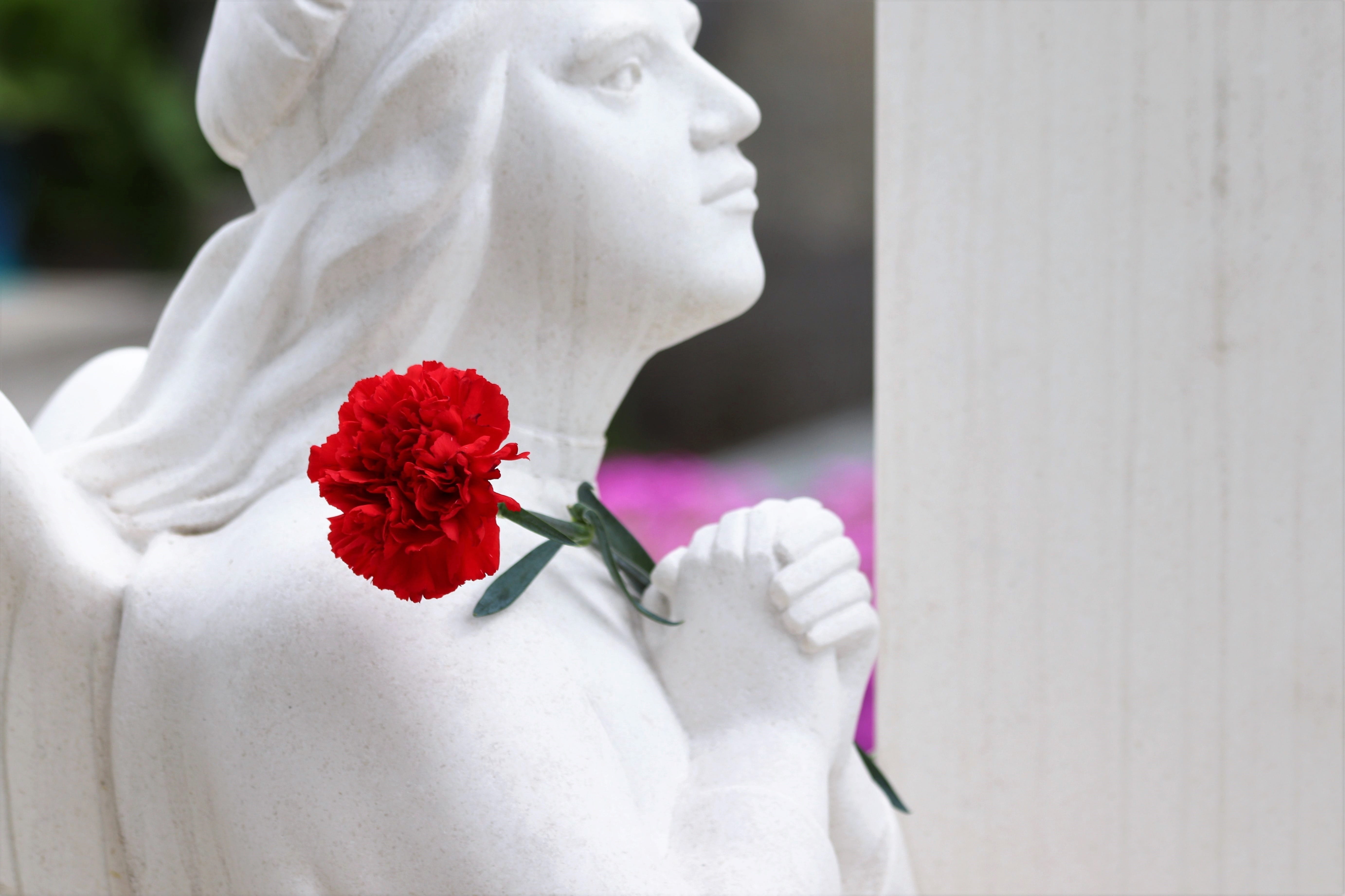 representation, nature, rose, symbol, outdoors, white color, flower head, flower arrangement, close-up, red carnation, zagreb, focus on foreground, no people, HD Wallpaper