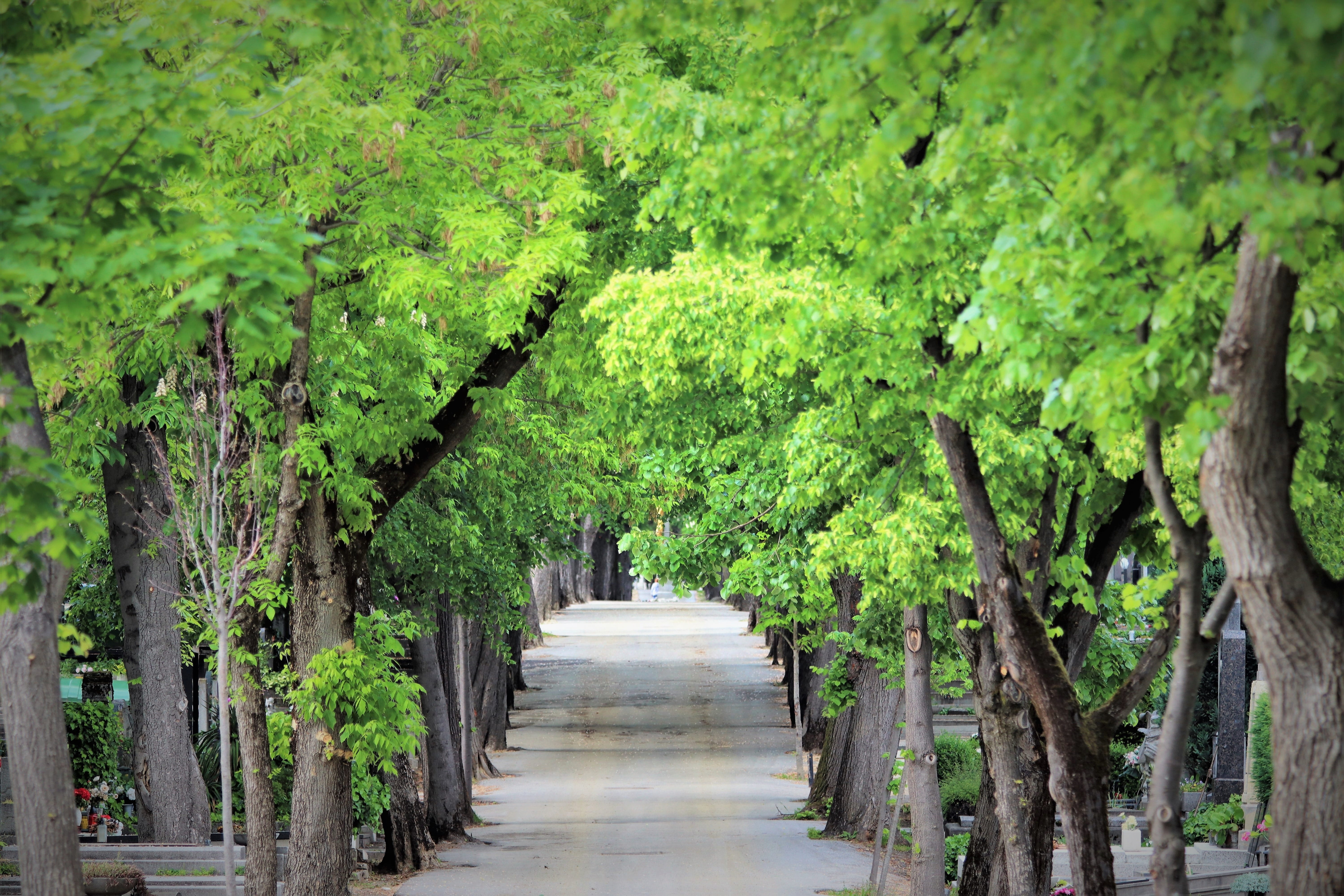 no people, the way forward, environment, trees, outdoor, lush foliage, land, nature, treelined, day, zagreb, scenics - nature, plant, cemetery mirogoj, HD Wallpaper