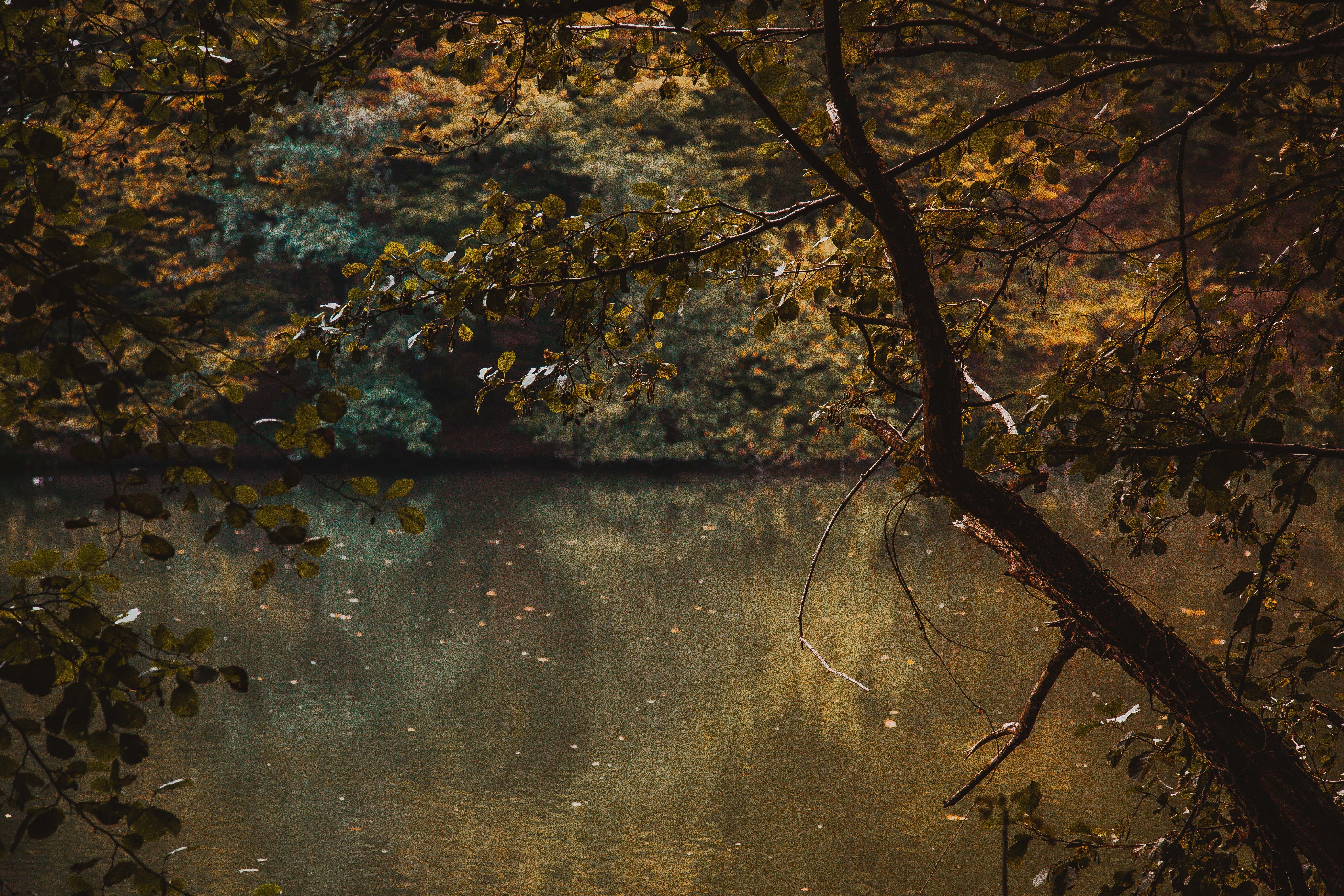 outdoors, croatia, leaf, tranquility, maksimir, tranquil scene, lake, water, no people, branch, beauty in nature, change, growth, scenics - nature, day, HD Wallpaper