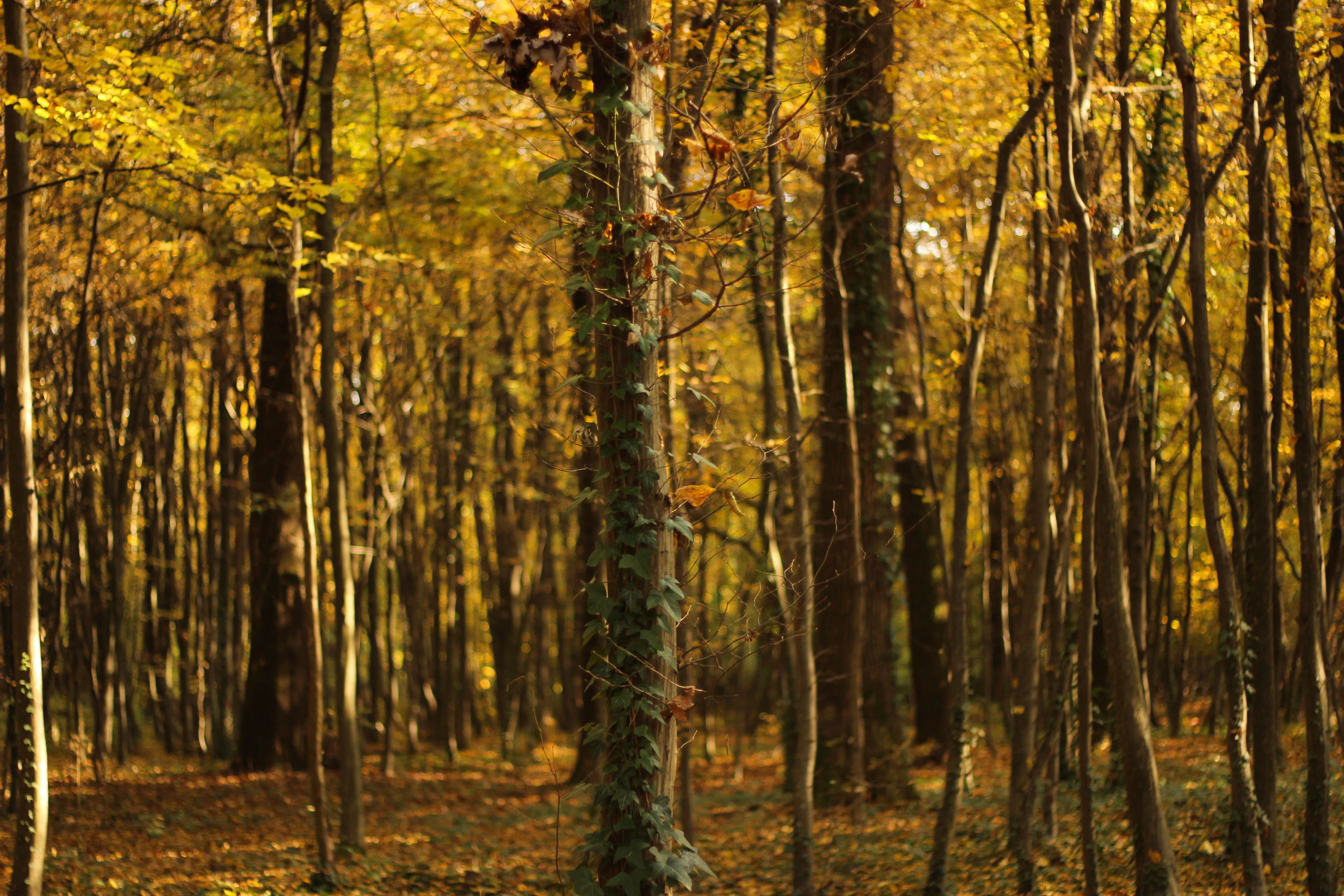 park, sunlight, leaves, tranquility, non-urban scene, gold, growth, landscape, beauty in nature, tree, green, tranquil scene, yellow, plant, maksimir, day, HD Wallpaper