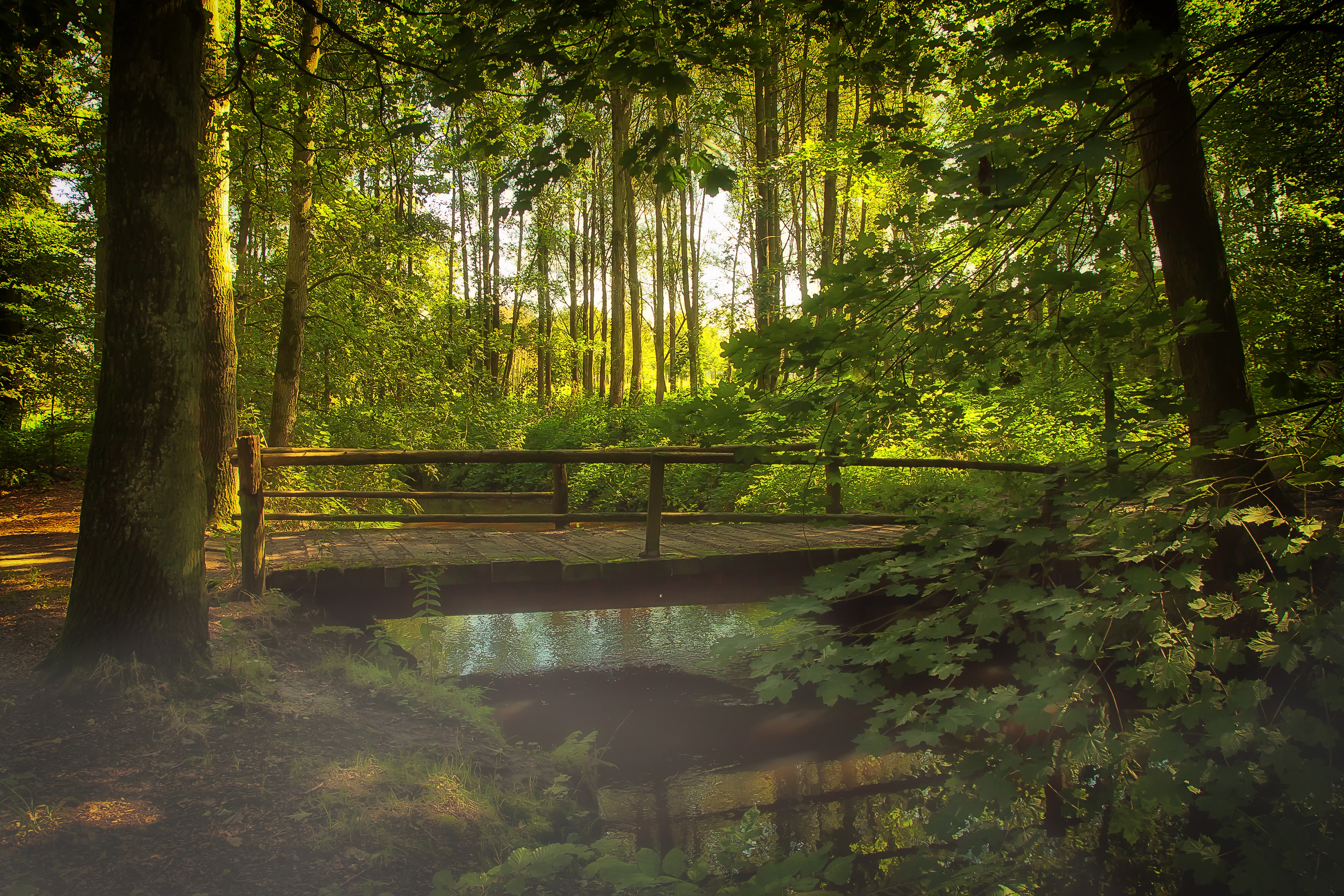 no people, plant, leaf, forest, park, forest path, scenics - nature, non-urban scene, nature, transition, growth, tree, outdoors, brown, scenic, water running, HD Wallpaper