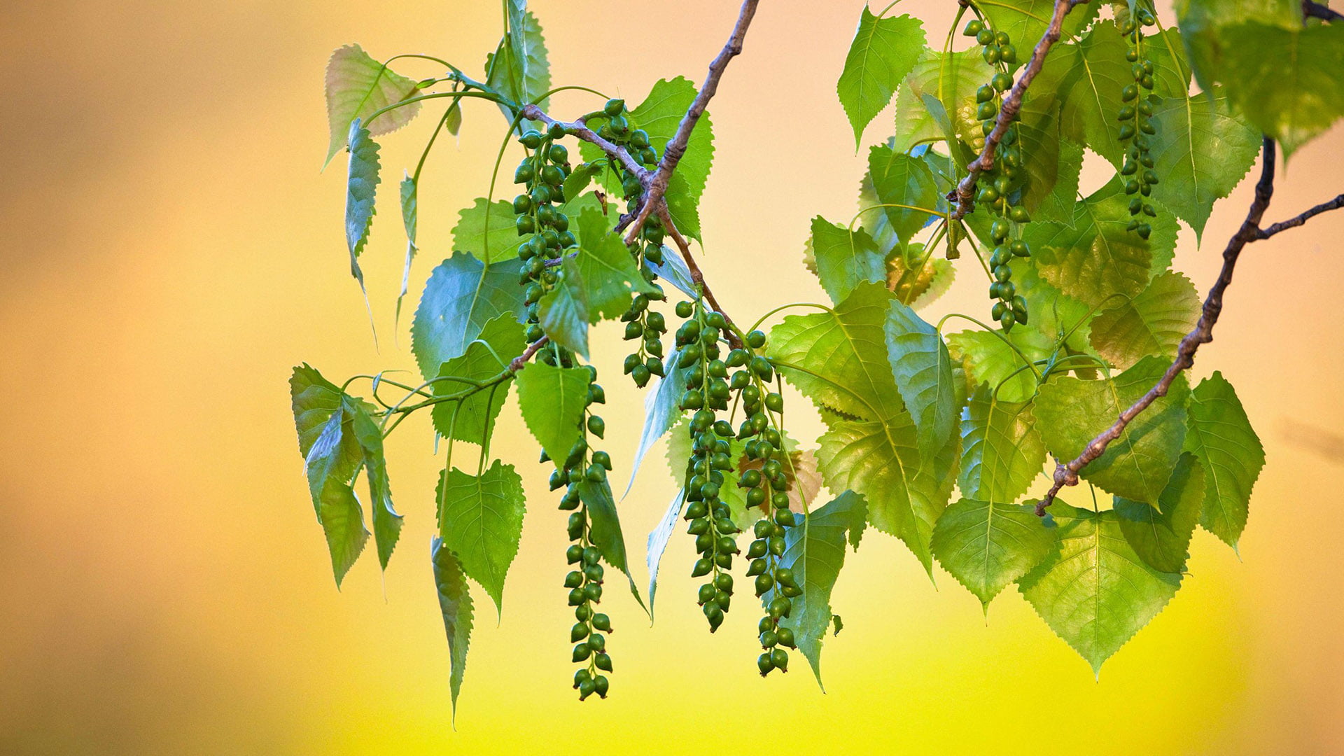 growth, outdoors, fall, fruit, maple, plant part, sunlight, hanging, botany, food, season, life, bark, closeup, flower, twig, freshness, yellow, spring, HD Wallpaper
