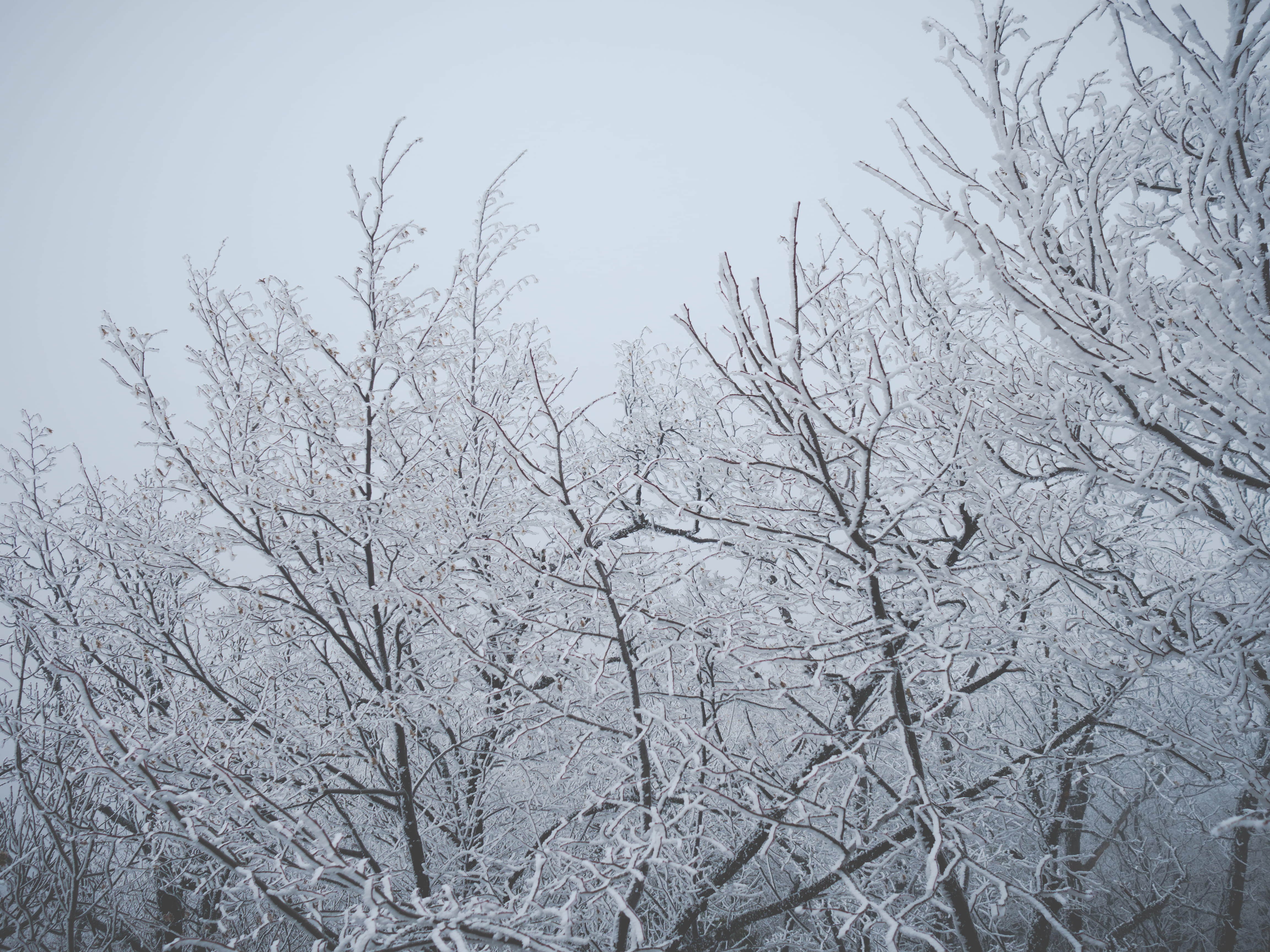 tranquil scene, bare tree, tranquility, frozen, outdoors, clear sky, scenics - nature, beauty in nature, snow, sky, trees, tree, day, samobor, no people, HD Wallpaper