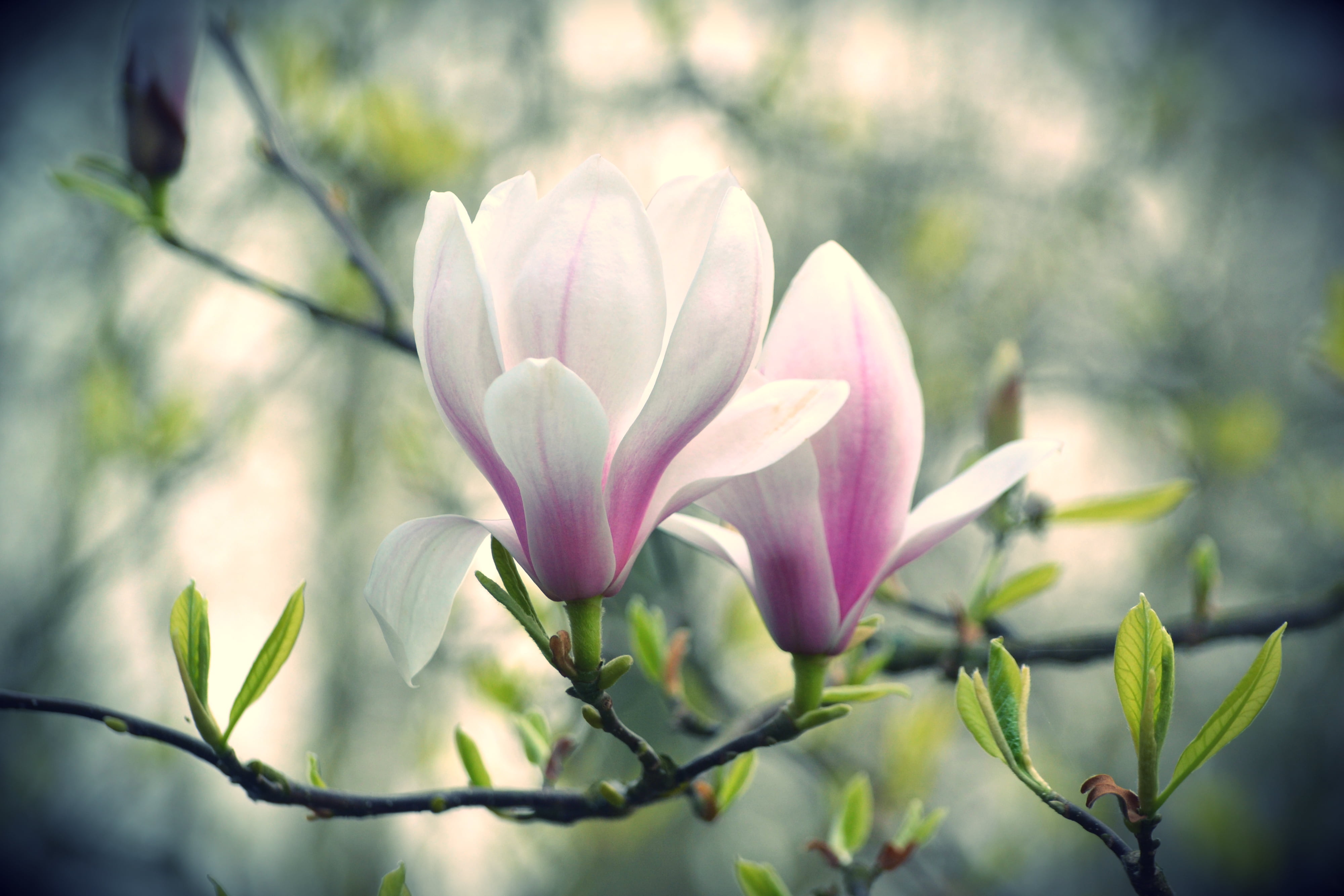 pink, selective focus, focus on foreground, green Color, freshness, two, fragility, season, tulip, vibrant Color, flowers, blossoming, formal Garden, multi Colored, HD Wallpaper