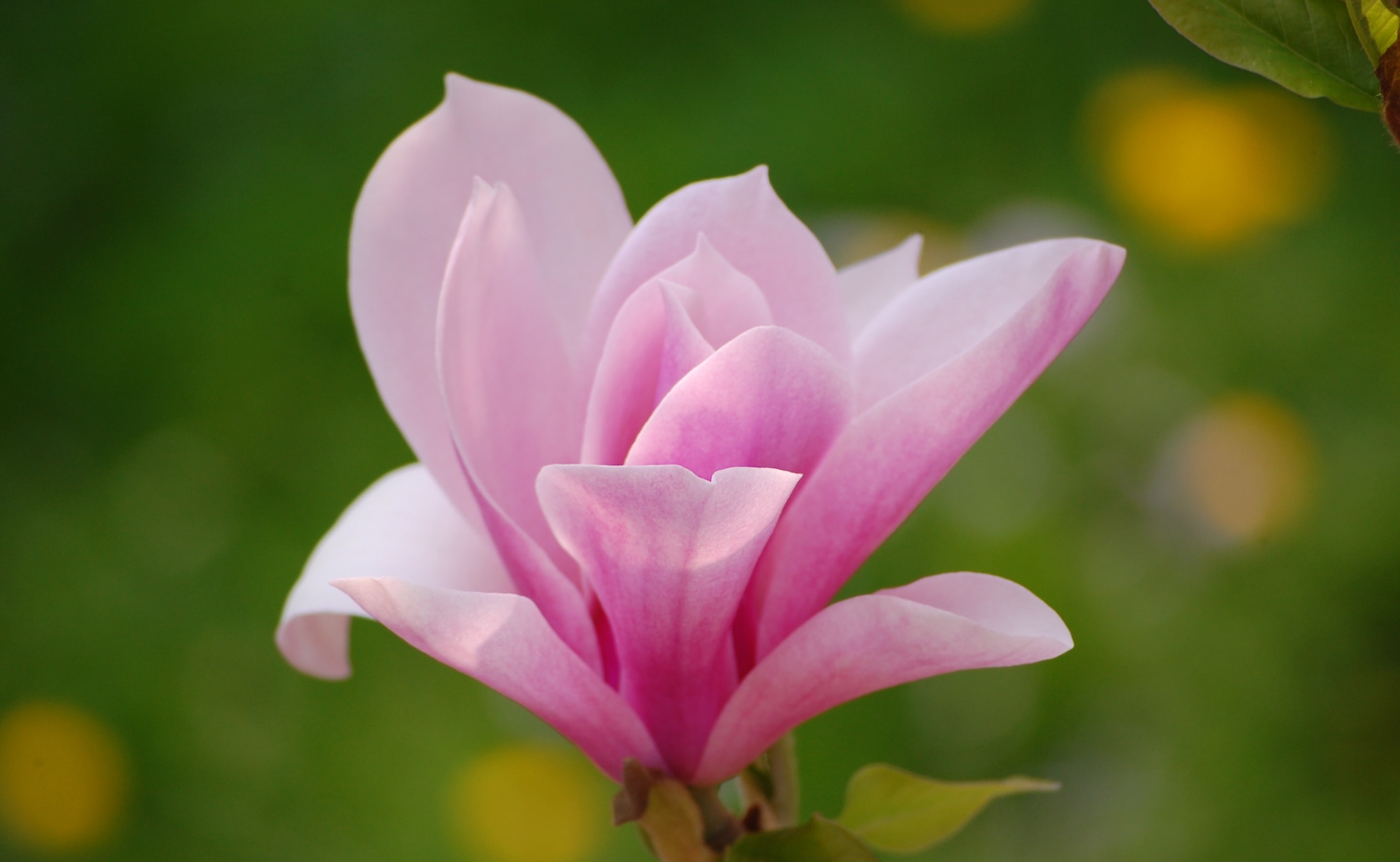 close-up, growth, Flower, purple, focus on foreground, freshness, Flowers, outdoors, Magnolia, vulnerability, 2K, white, inflorescence, pink color, crocus, HD Wallpaper