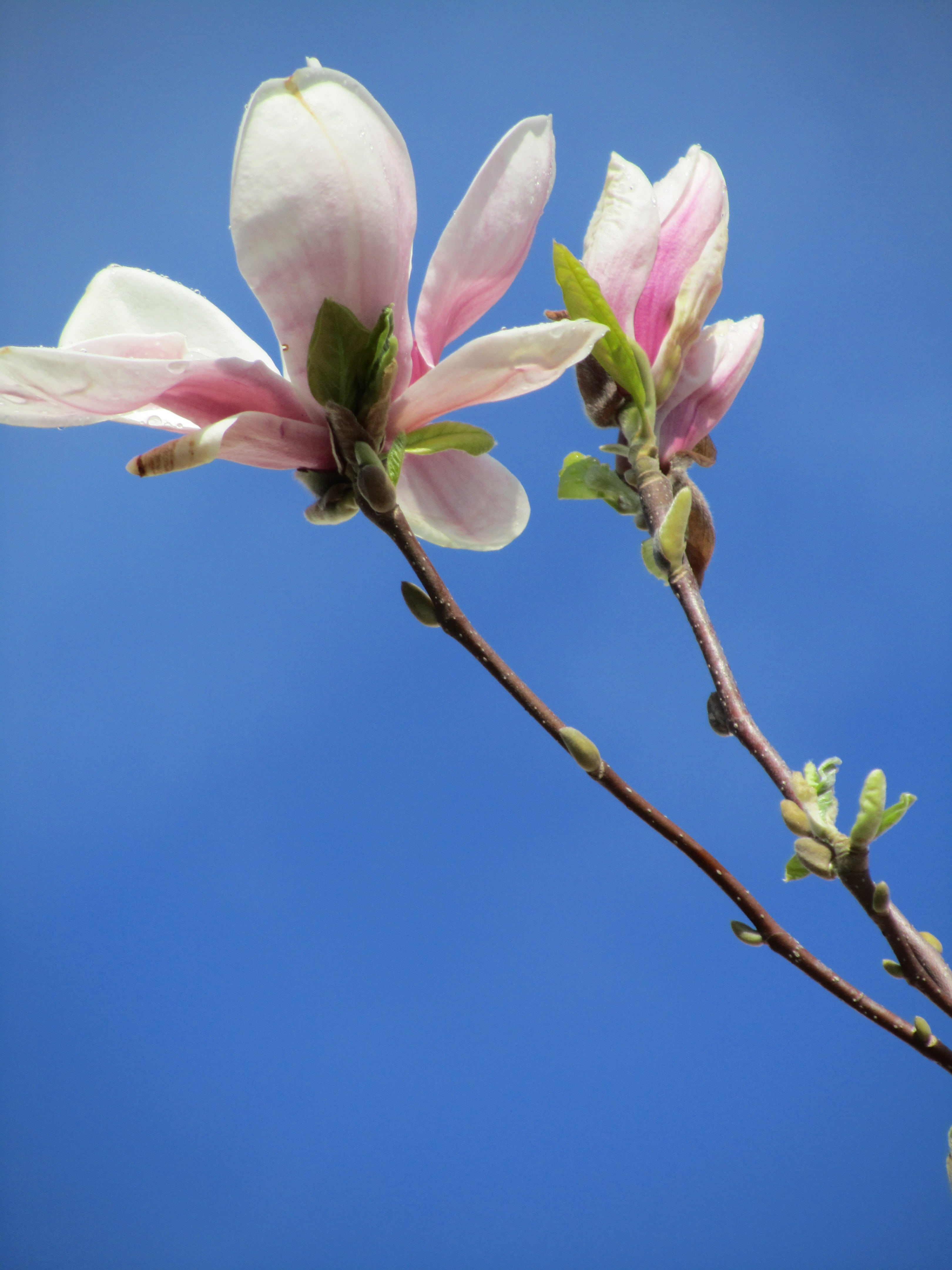 freshness, blue, low angle view, pollen, flowering plant, flower head, spring, blossom, petal, growth, sky, flowers, twig, branch, cherry blossom, beauty in nature, Phone HD Wallpaper