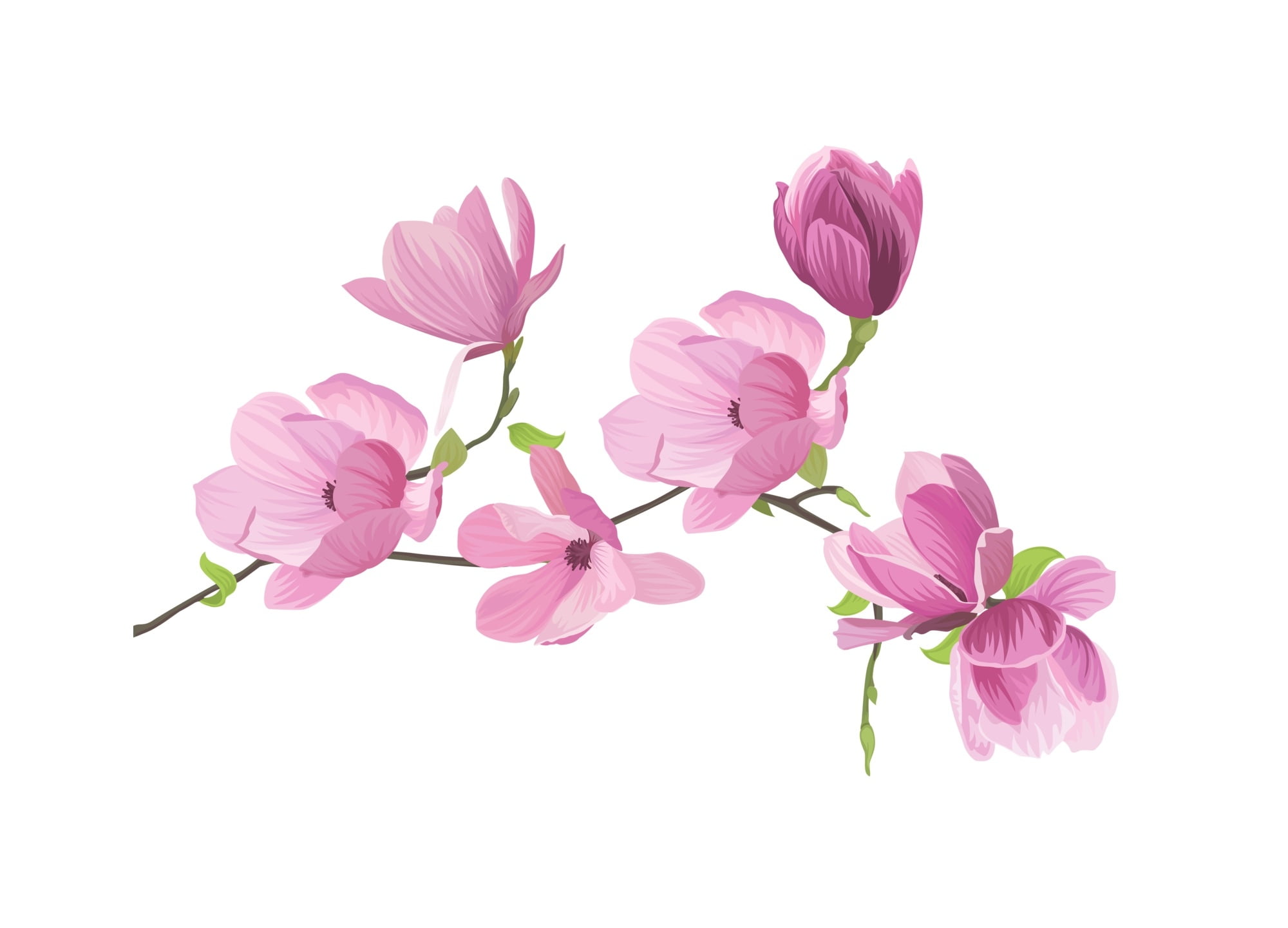 pink, card, no people, indoors, vulnerability, flower head, spring, Magnolia, white background, flower, petal, softness, flowering plant, fragility, inflorescence, HD Wallpaper