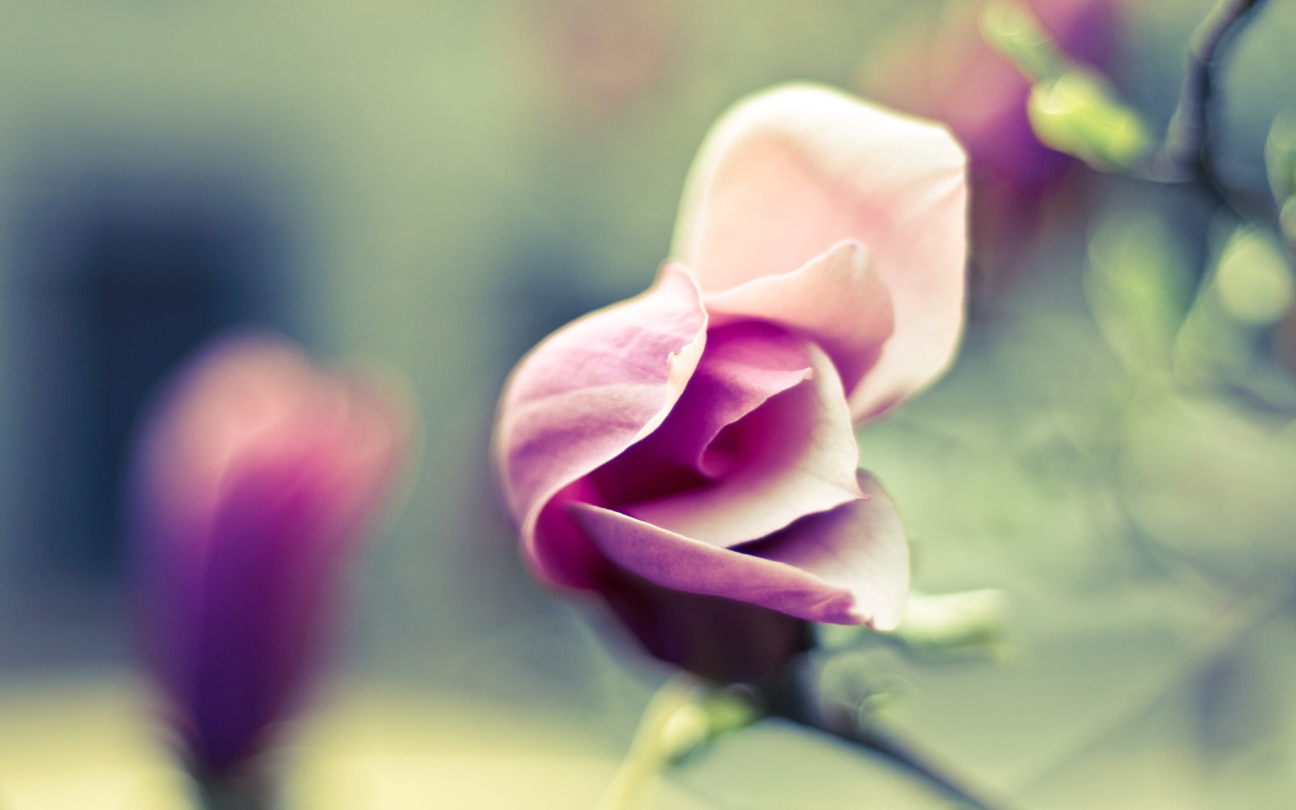 flowering plant, 2K, outdoors, focus on foreground, freshness, flower, pink, selective focus, no people, plant, inflorescence, petals, beauty in nature, HD Wallpaper