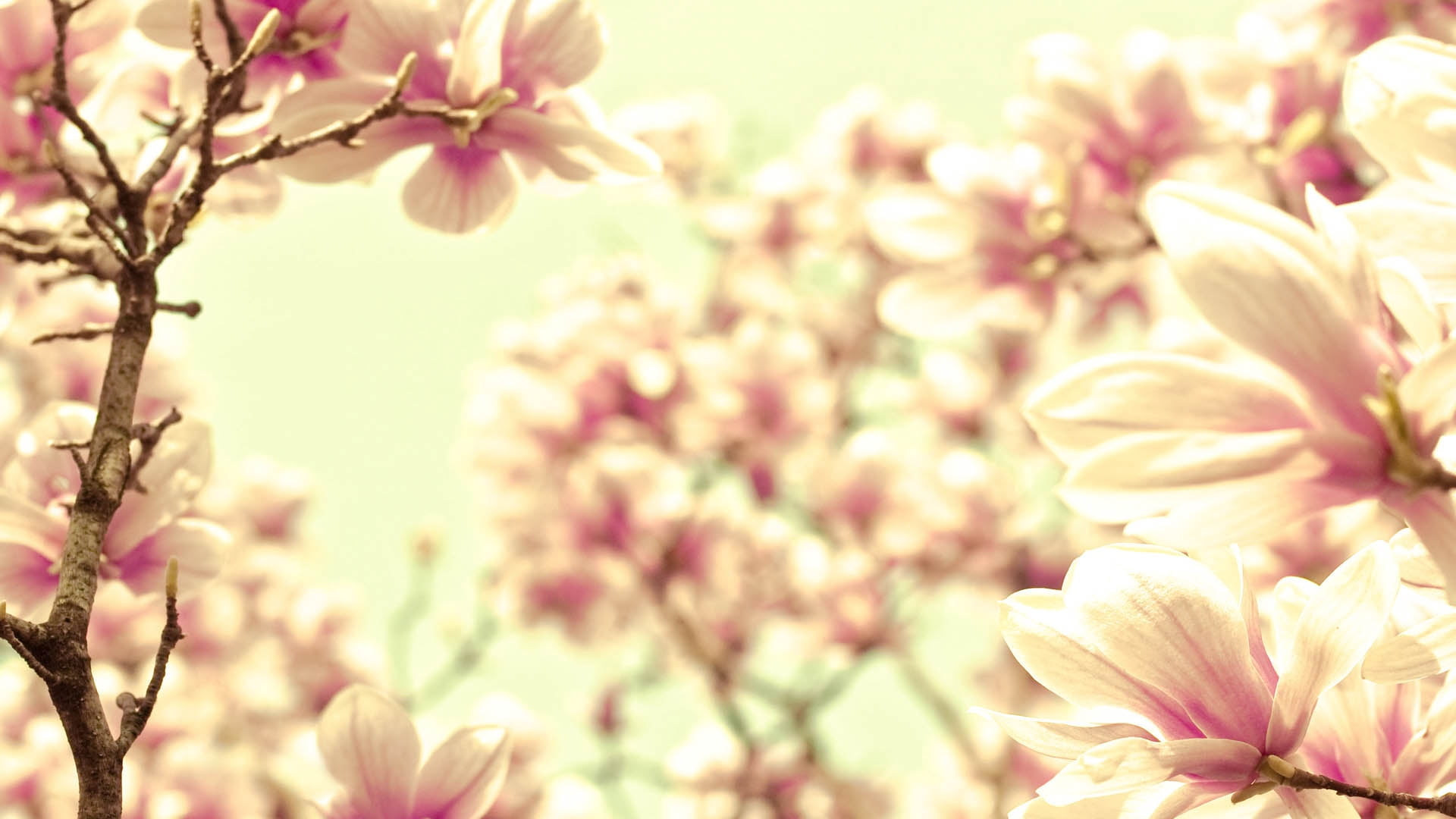 branch, cherry tree, freshness, season, close-up, flowering plant, flowers, spring, white, macro, vulnerability, botany, blossoming, plant, petal, day, HD Wallpaper