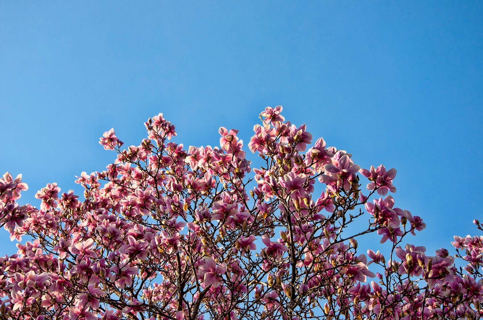 nature, flowers, blossom, low angle view, cherry tree, outdoors, flowering plant, fragility, freshness, sky, branch, blooming, springtime, blue, flower, HD Wallpaper