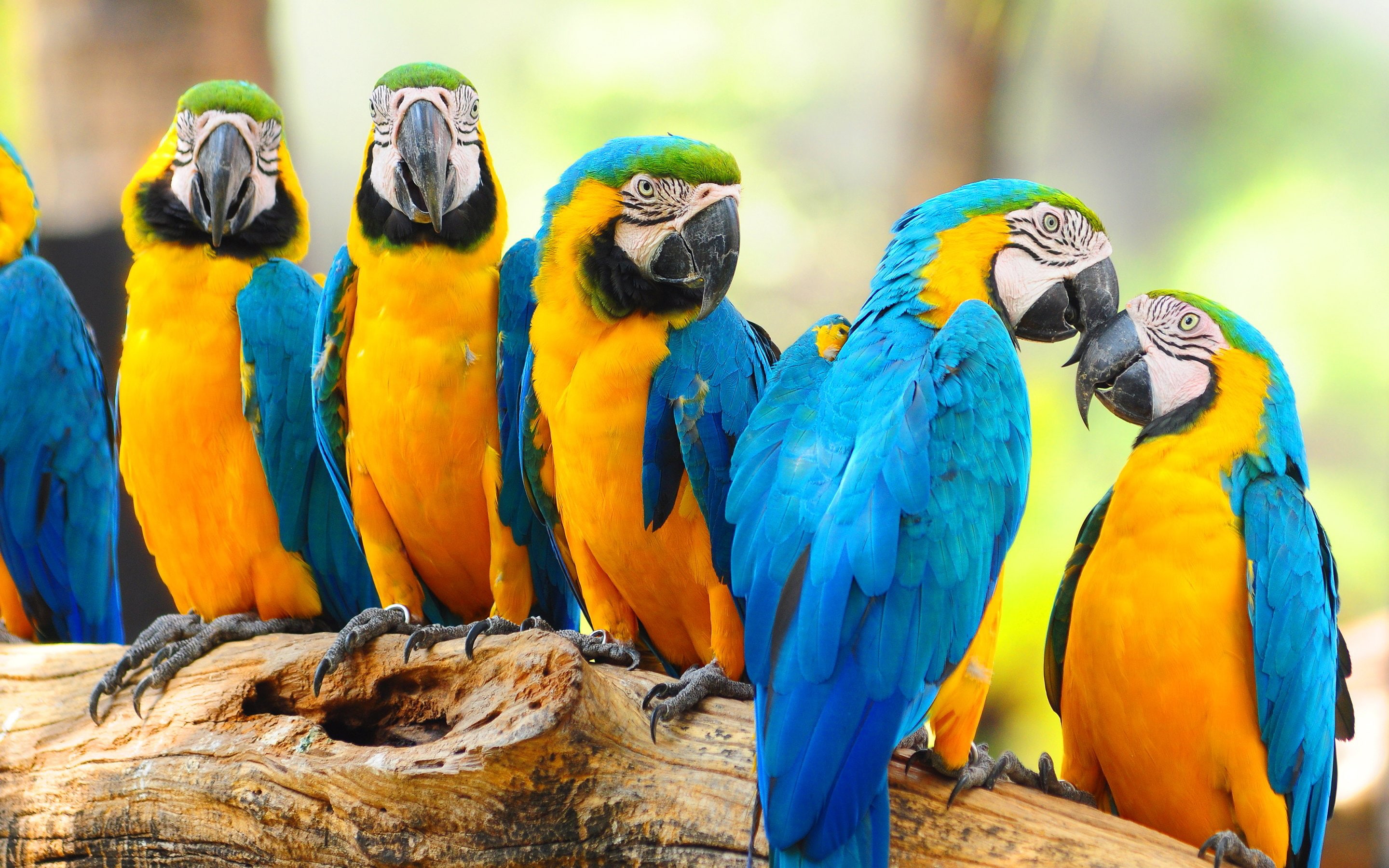 group of animals, close-up, outdoors, no people, parrot, 2880x1800 px, nature, beauty in nature, macaw, gold and blue macaw, bird, animals in the wild, HD Wallpaper