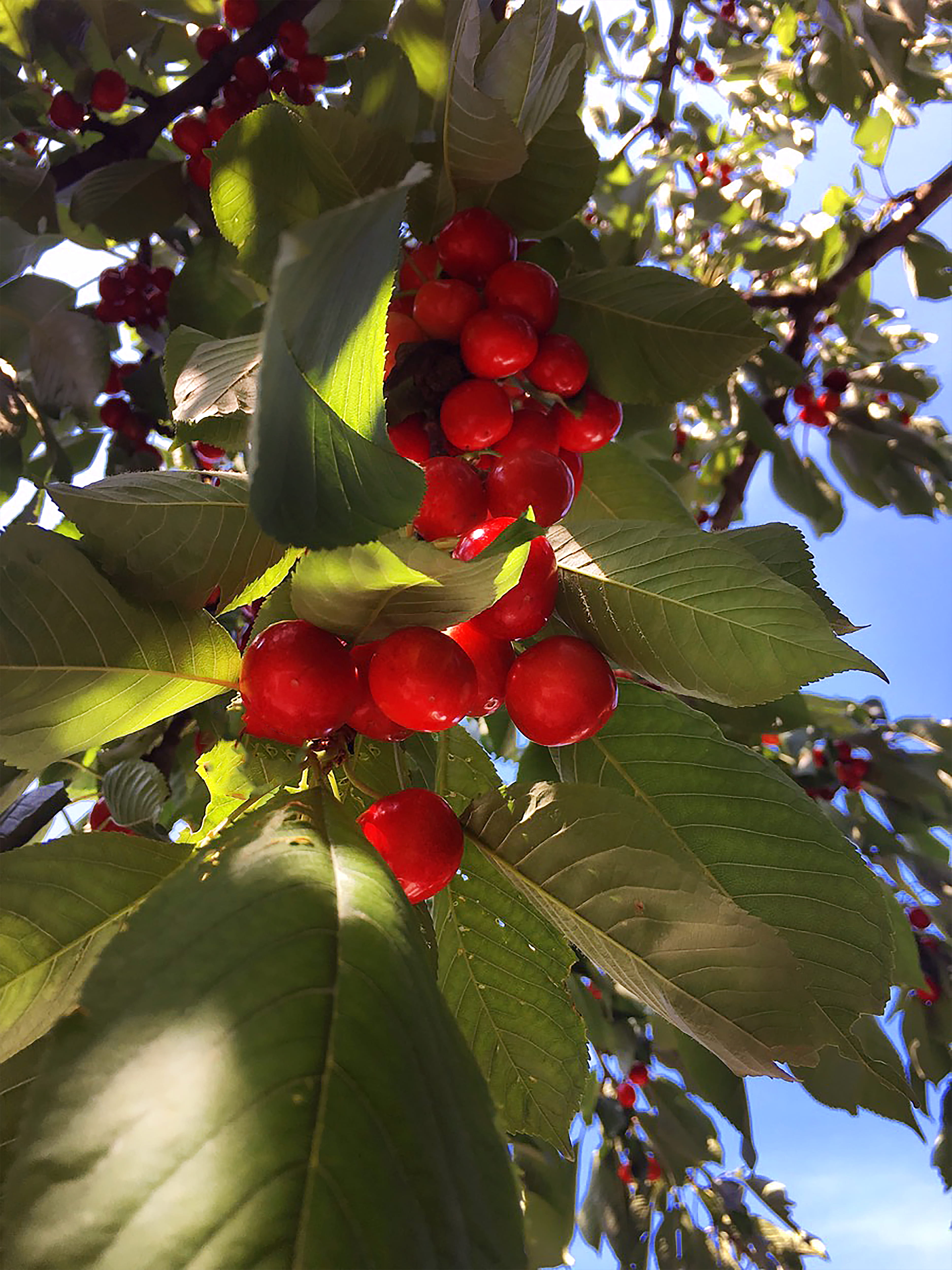 nature, plant, berry fruit, 4K, ripe, close-up, leaf, outdoors, fruit, growth, freshness, cherry, red, food, day, no people, low angle view, healthy eating, Phone HD Wallpaper