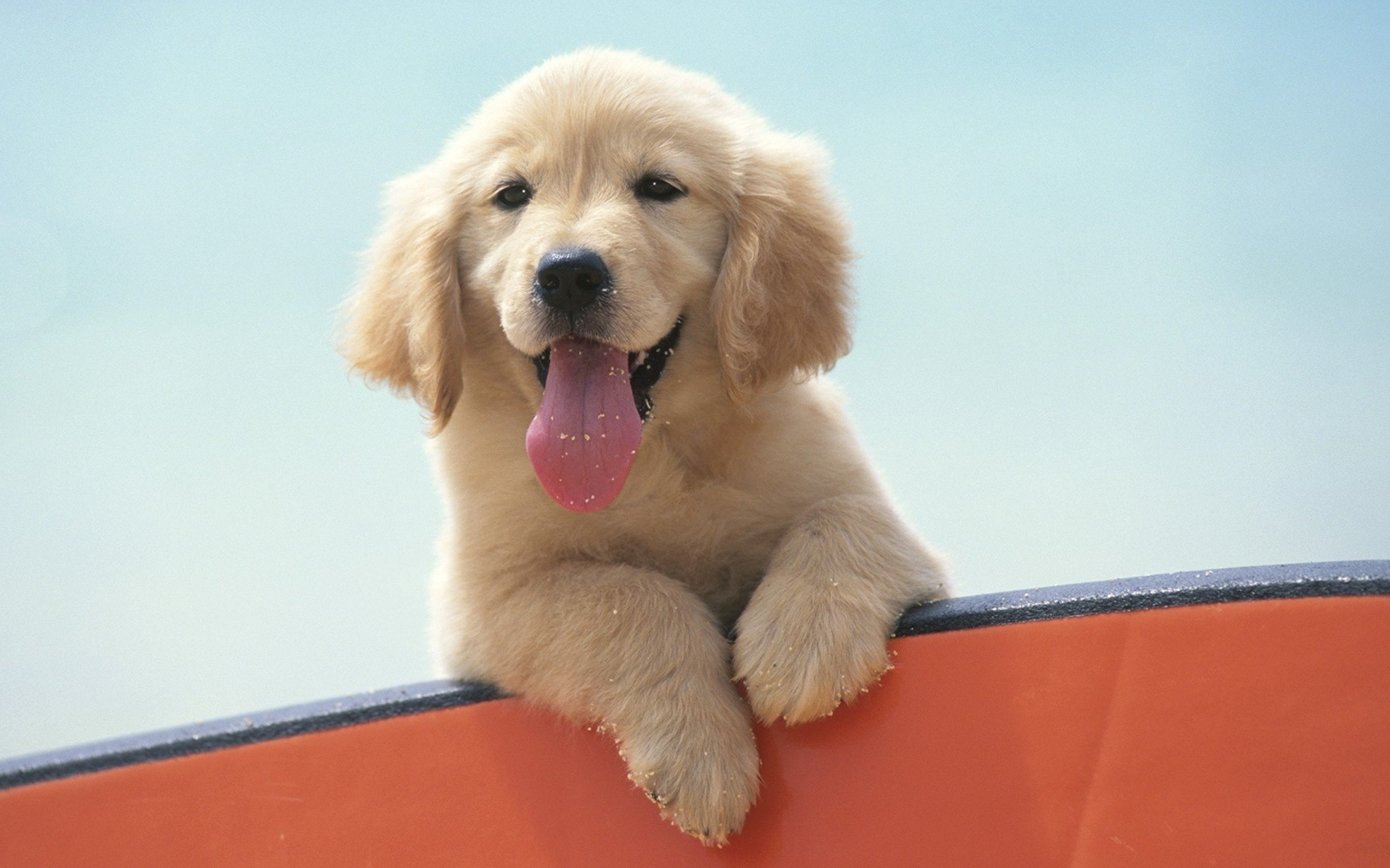 sticking out tongue, pets, portrait, mouth, 2K, canine, one animal, sitting, panting, animal tongue, retriever, animal head, mammal, cute, 2880x1800 px, HD Wallpaper