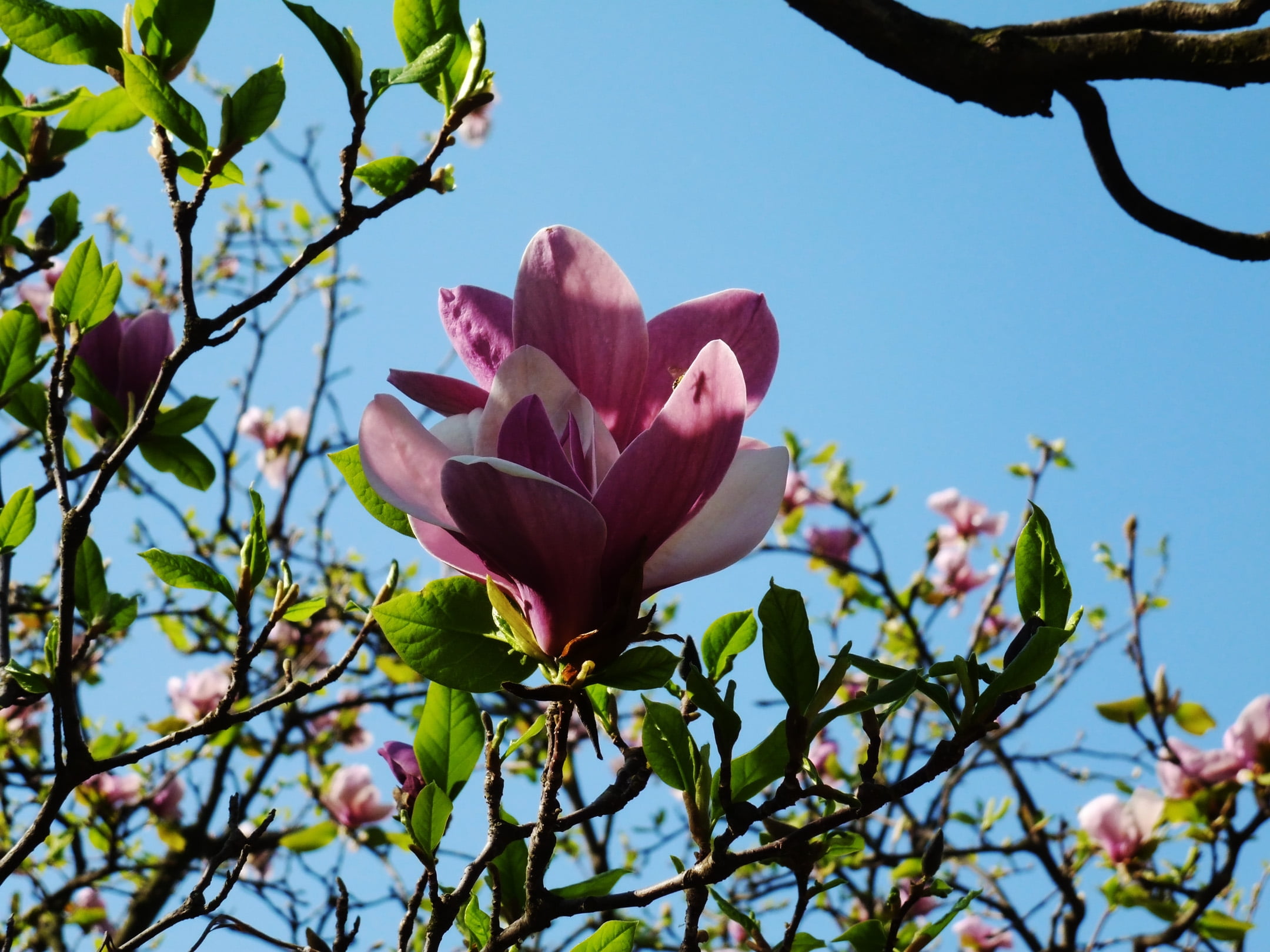 blossom, leaf, branches, backgrounds, blossoming, formal Garden, day, growth, plant, vulnerability, inflorescence, freshness, flowerbed, fragility, tree, HD Wallpaper