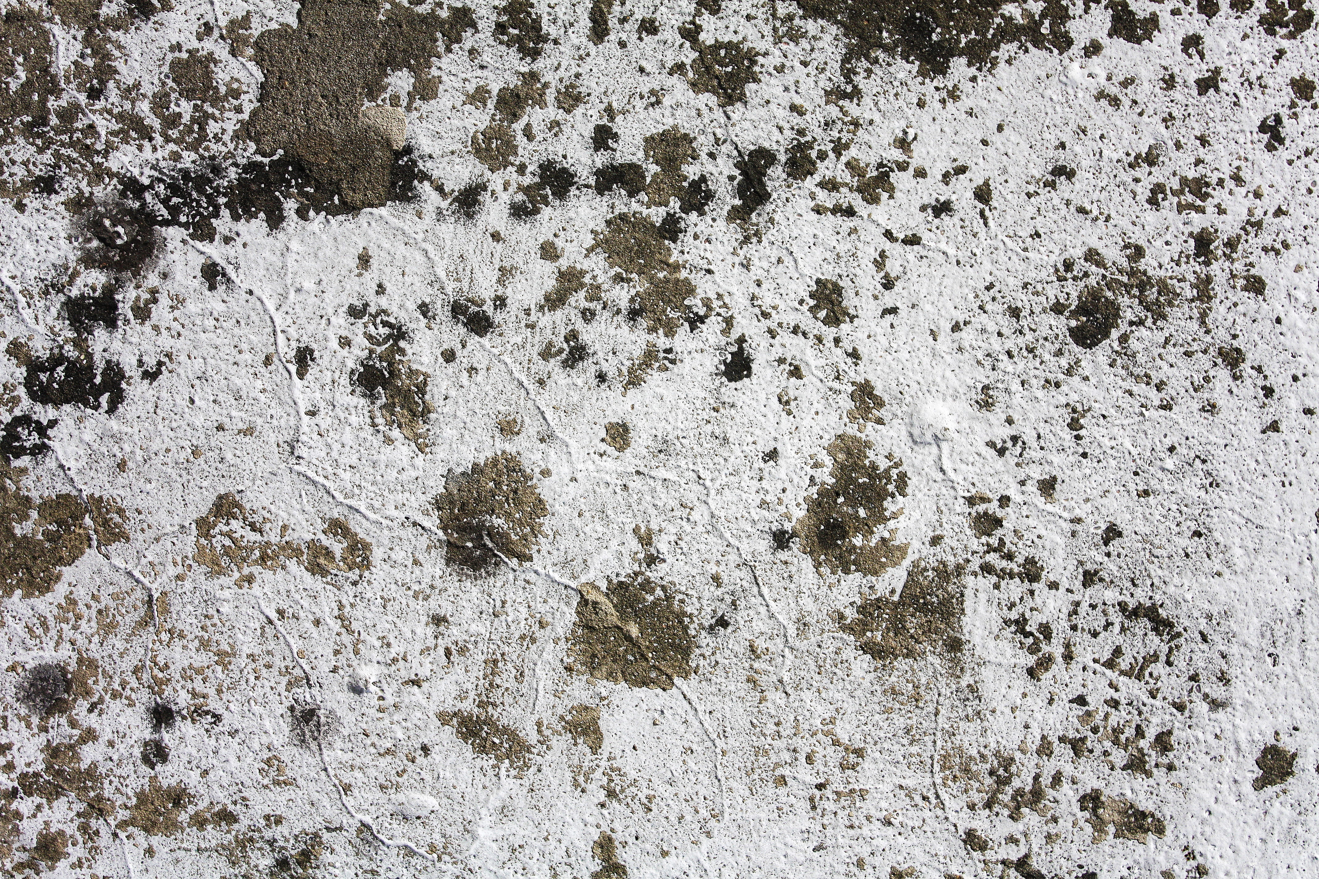 white texture, background, concrete, paw print, backgrounds, textured, wall, pattern, wall texture, texture, close-up, print, white color, nature, white, HD Wallpaper