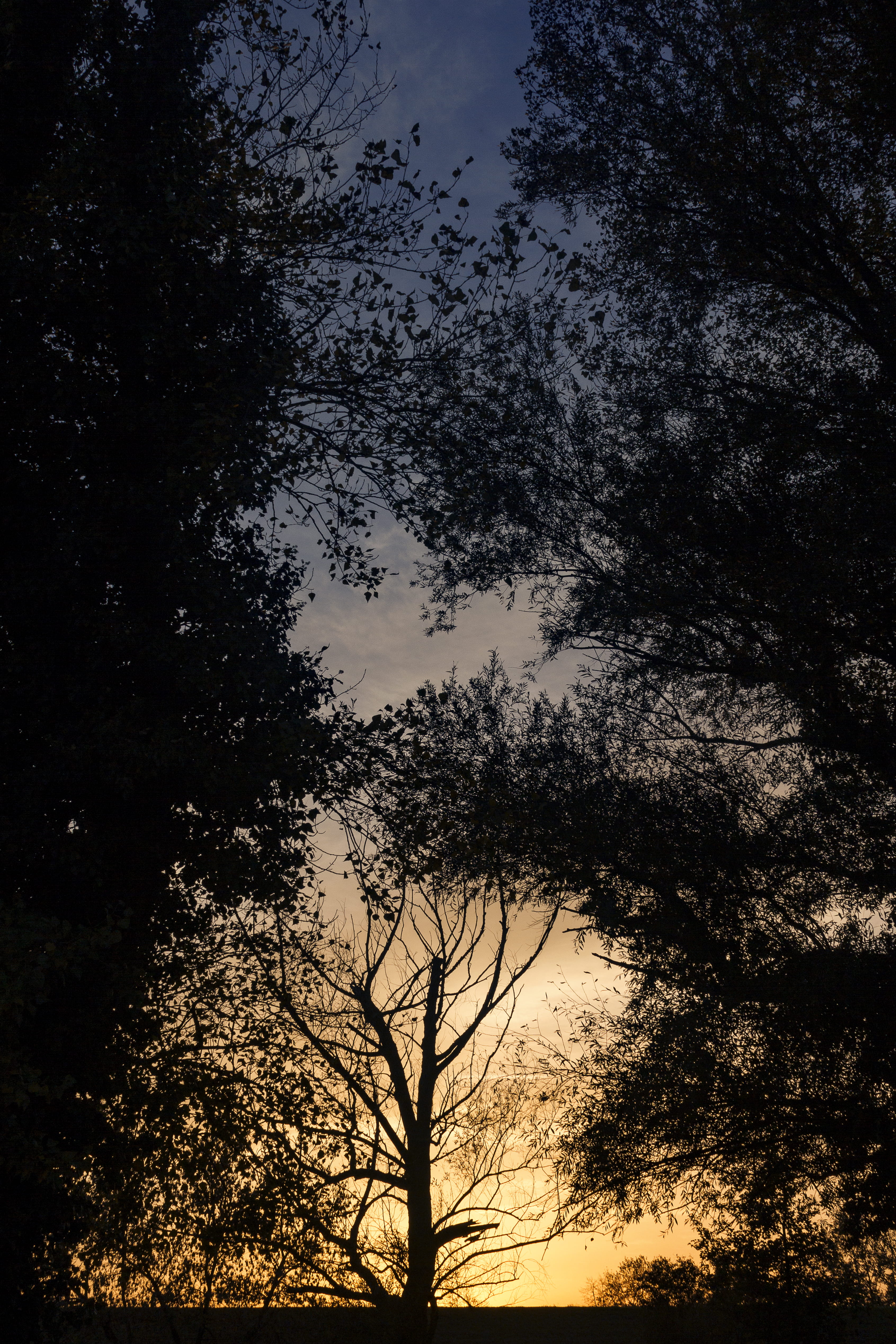 branch, texture, 4K, zagreb, beauty in nature, outdoors, non-urban scene, land, plant, sunset, beauty, growth, idyllic, dusk, no people, low angle view, Phone HD Wallpaper