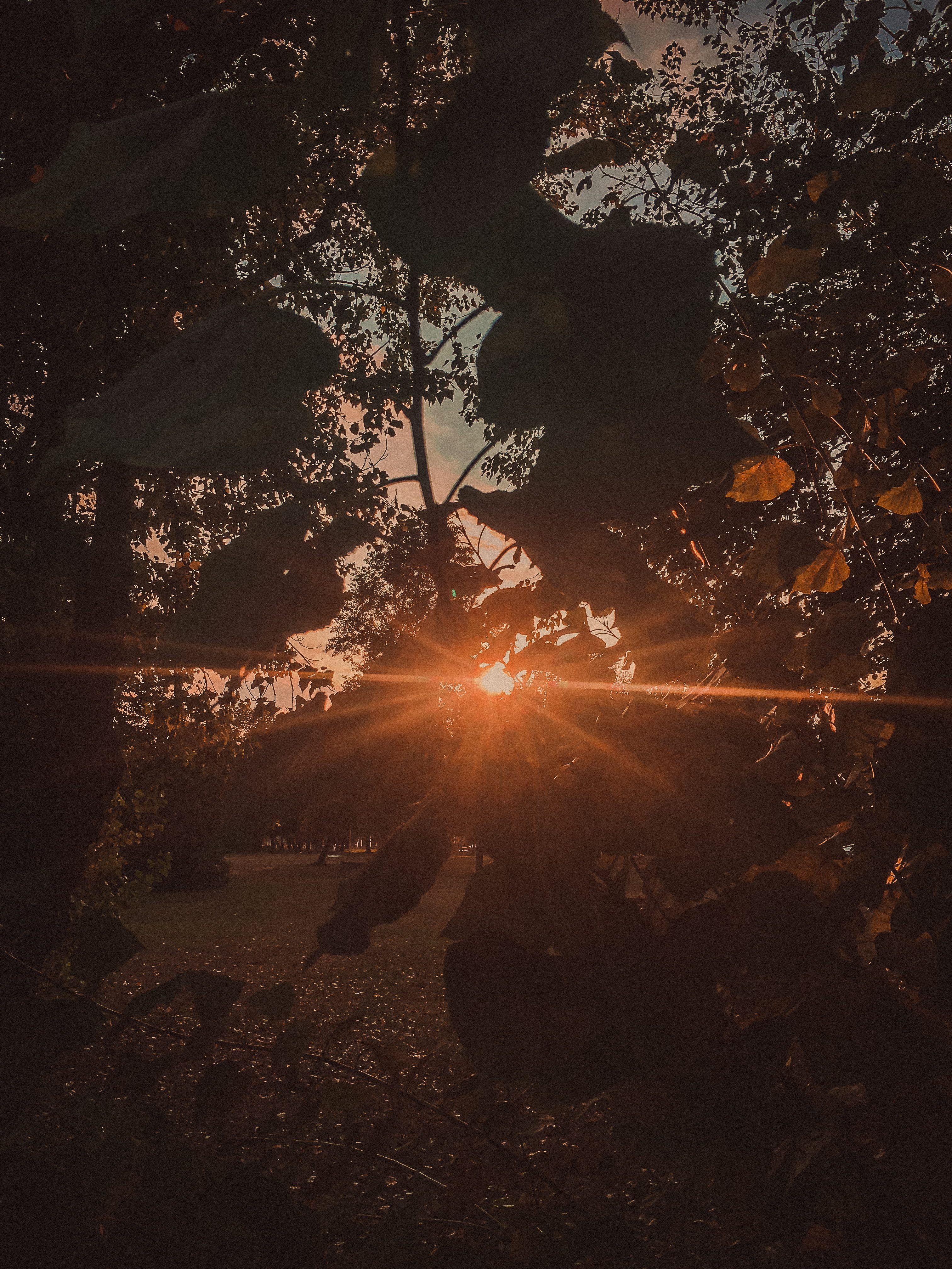 4K, scenics - nature, land, silhouette, tree, sunlight, nature, outdoors, sunbeam, plant, zagreb, day, tranquil scene, tranquility, lens flare, bright, Phone HD Wallpaper