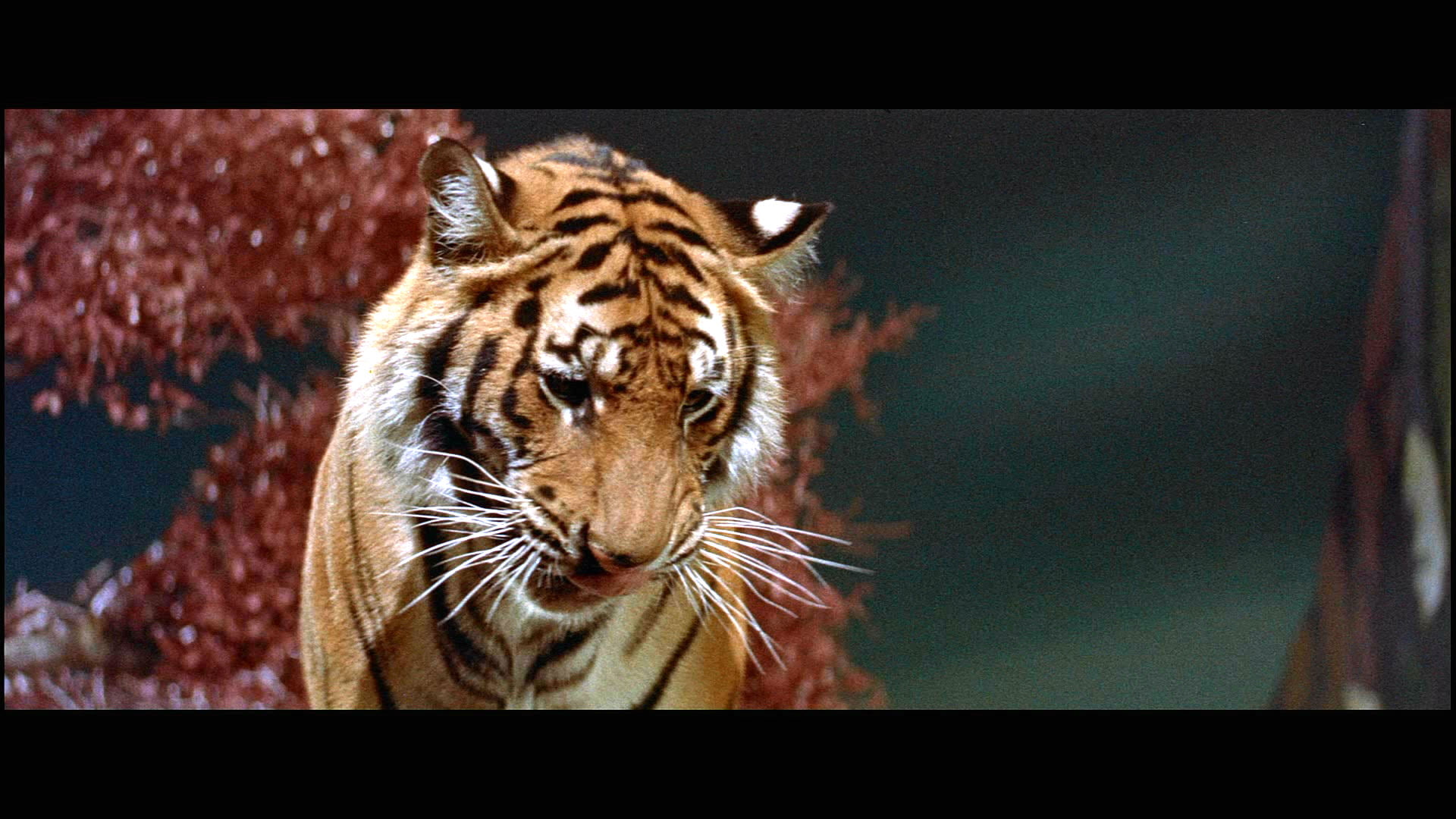 forbidden, 1080P, sci fi, tiger, action, planet, adventure, HD Wallpaper