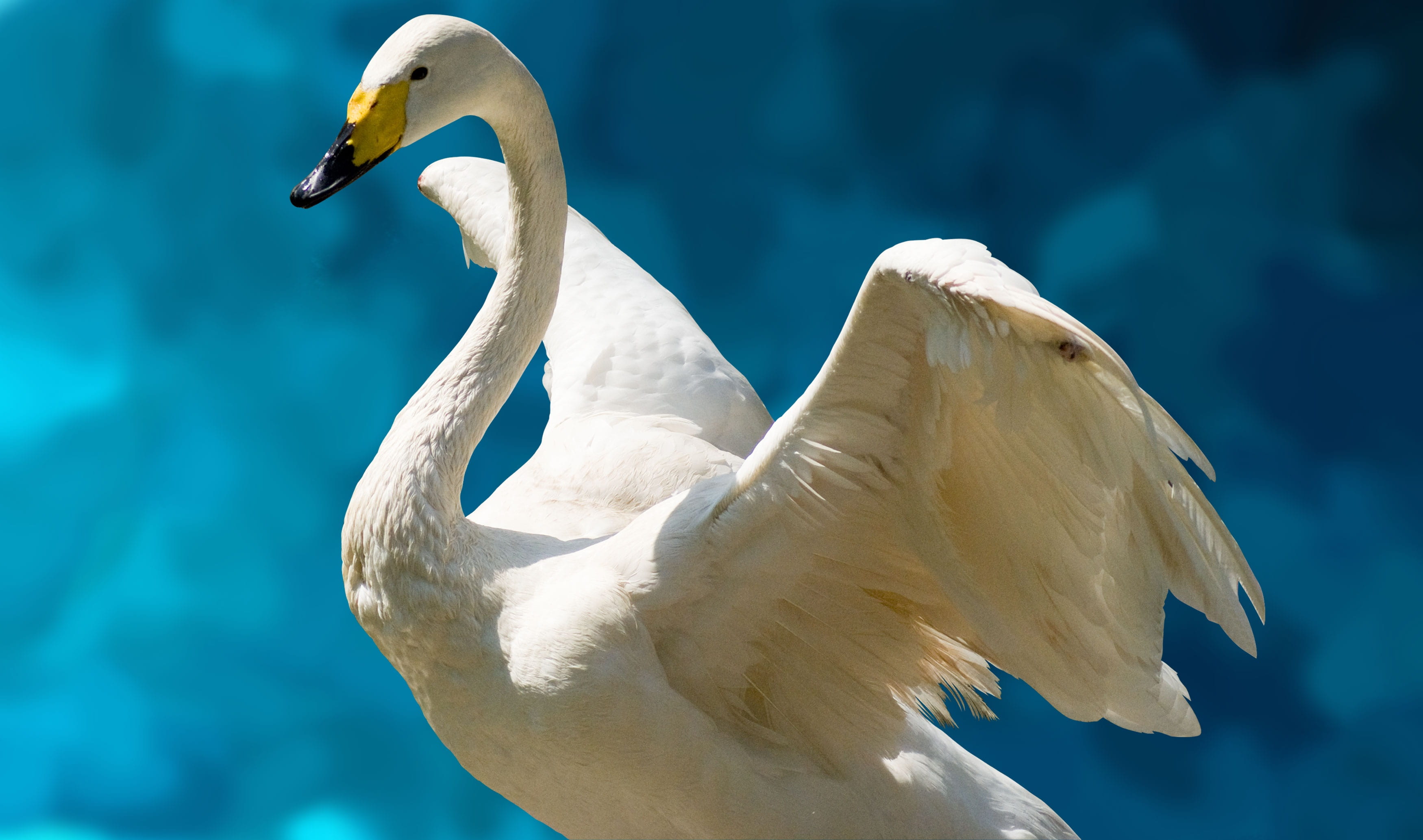 animal wildlife, bach, pond, white color, lake, bird, day, outdoors, one animal, water, expanding, no people, white, mute swan, freshwater bird, focus on foreground, HD Wallpaper