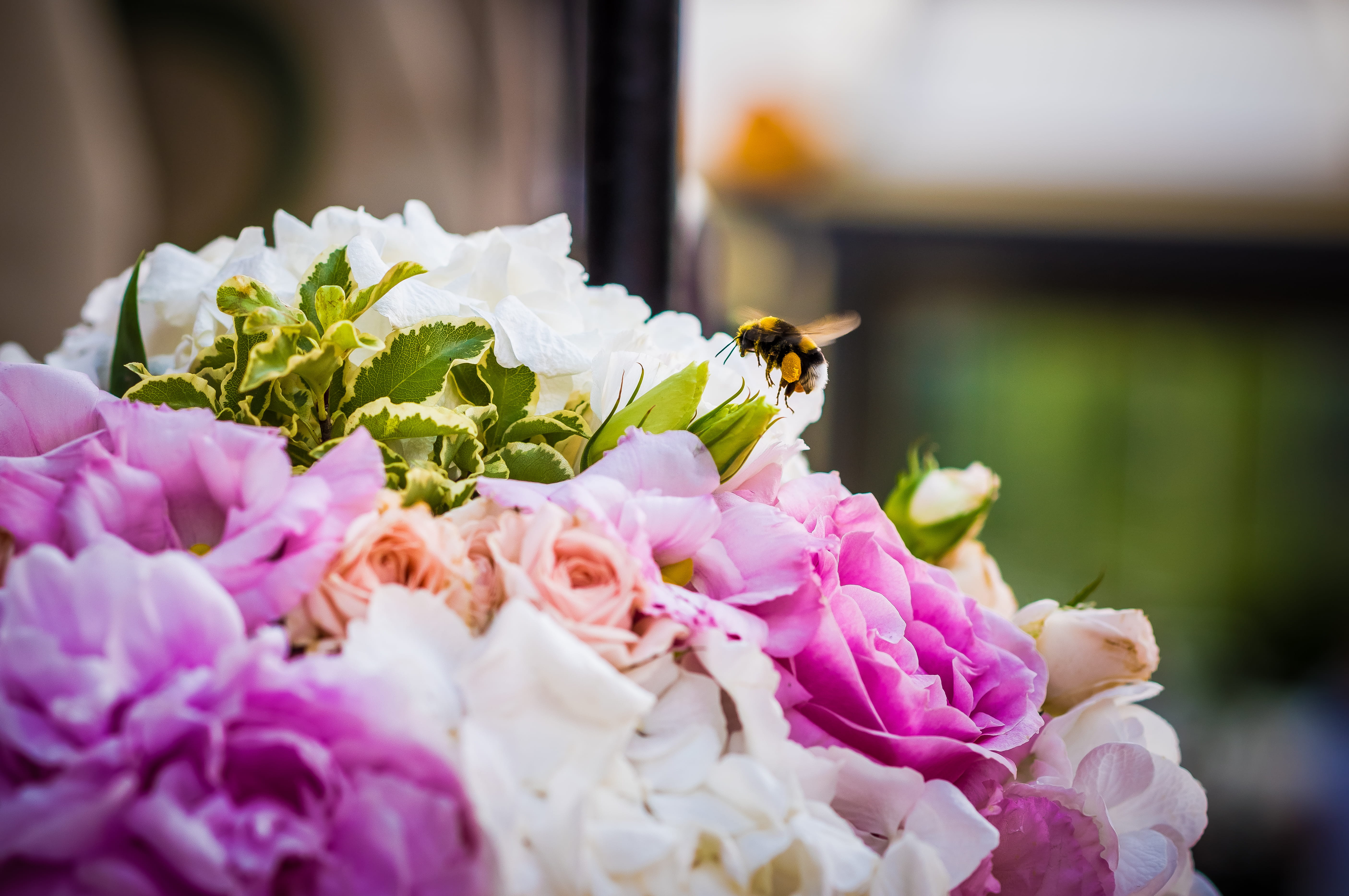 park, bees, pollination, animal themes, inflorescence, closeup, bouquet, flowers, macro, fragility, wedding, male, red, selective focus, animal, nature, HD Wallpaper