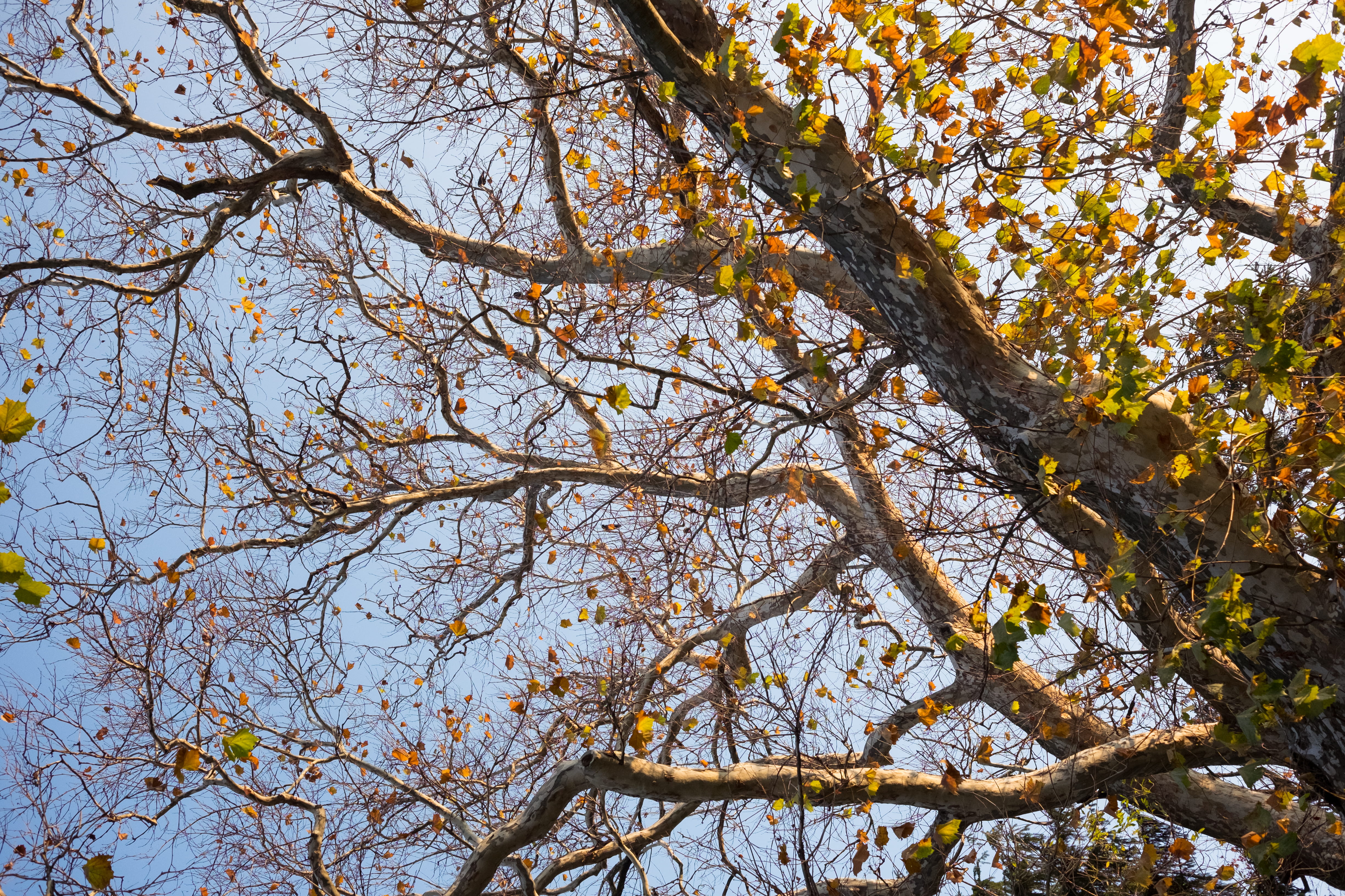 grow, plant, change, no people, outdoors, branch, tranquility, autumn, 4K, tree canopy, plant part, directly below, tree, nature, tree trunk, expand, trunk, HD Wallpaper