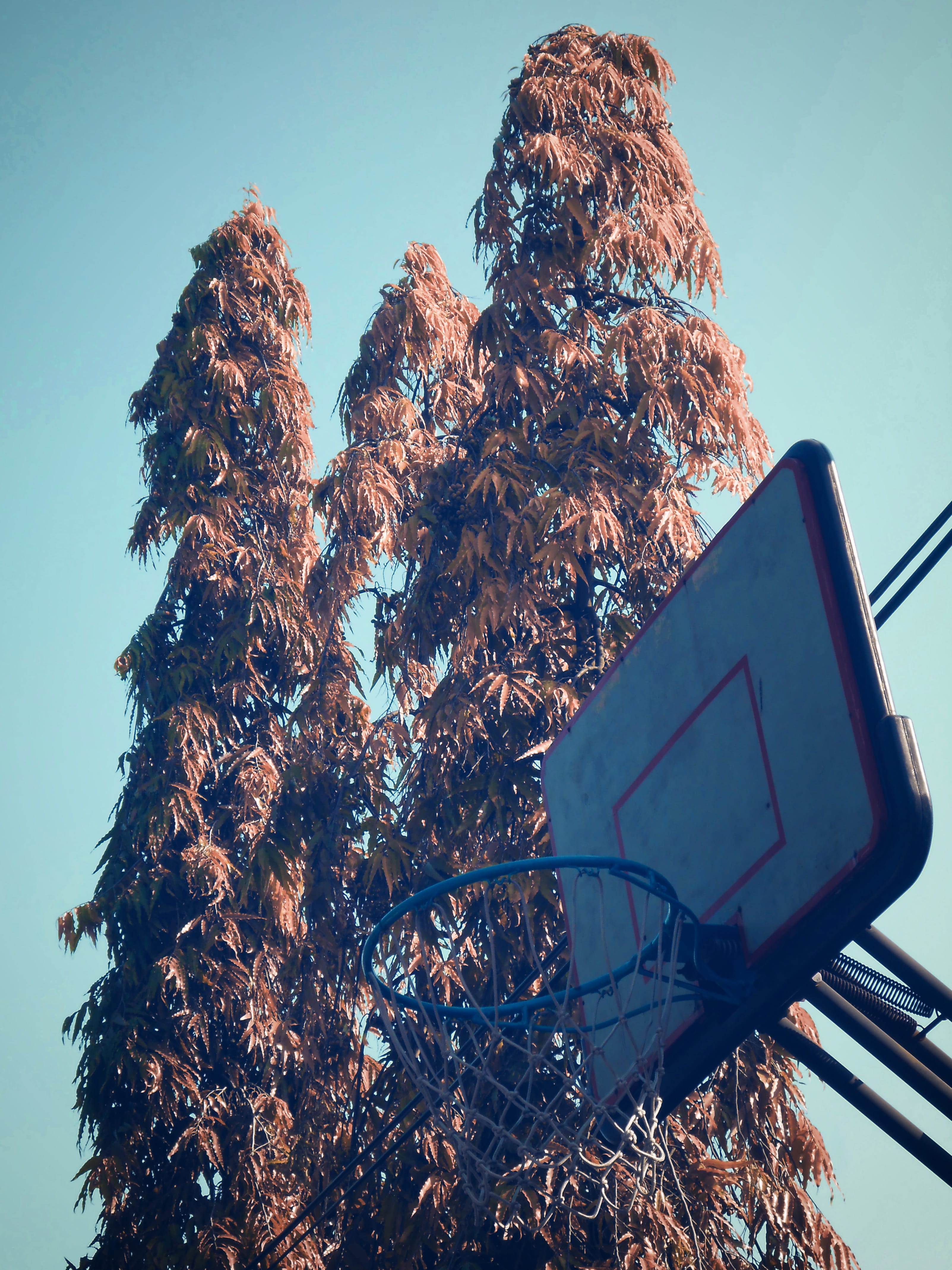 sunlight, tree, metal, java, surabaya, tranquil scene, information, indonesia, basketball, nature, plant, outdoors, serene, sign, square, blue, basket ball, Phone HD Wallpaper