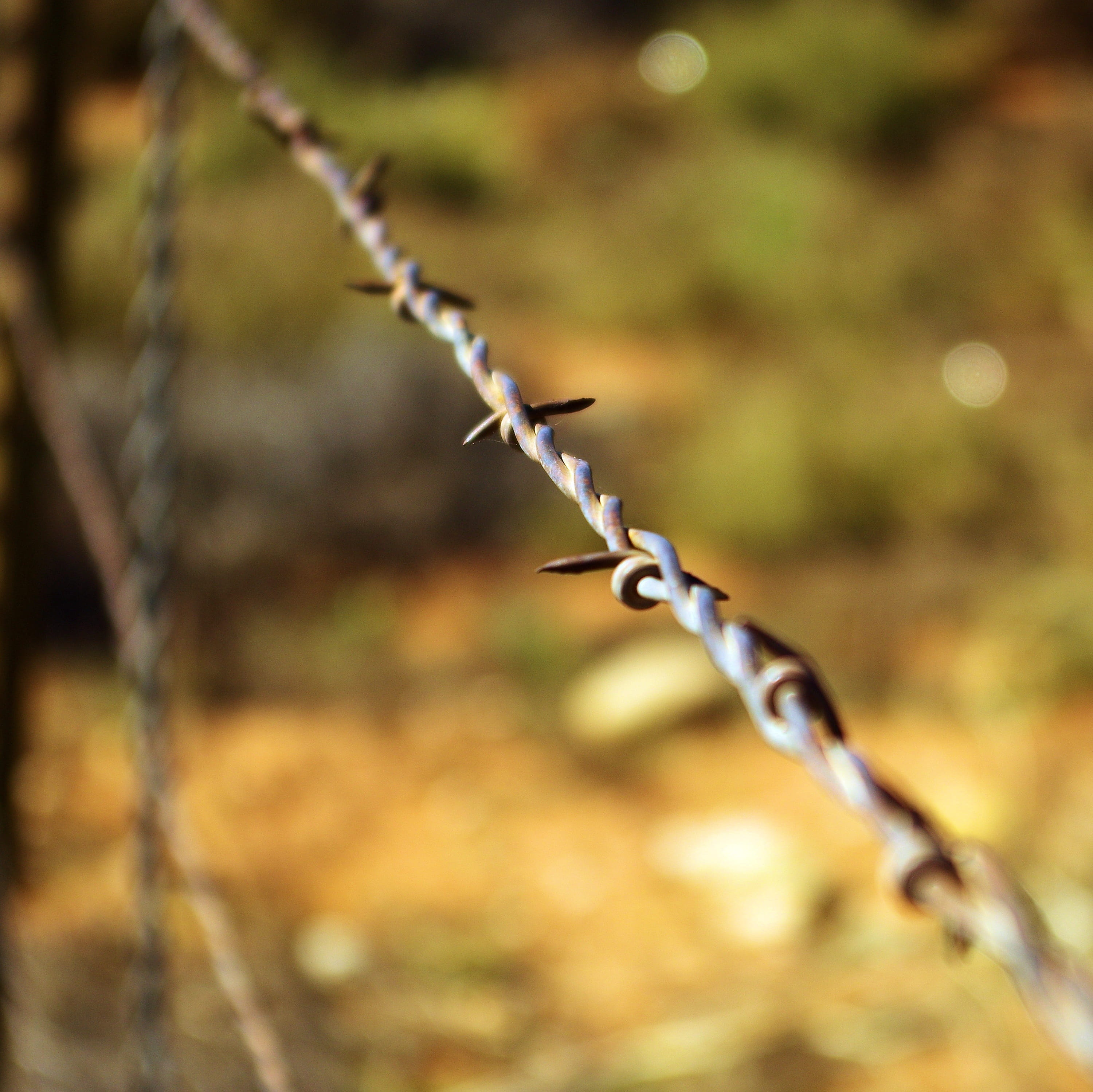 focus on foreground, escalante, escalante barbed wire, no people, sharp, plant, utah, outdoors, nature, 2K, barbed, protection, grand, day, metal, close-up, HD Wallpaper