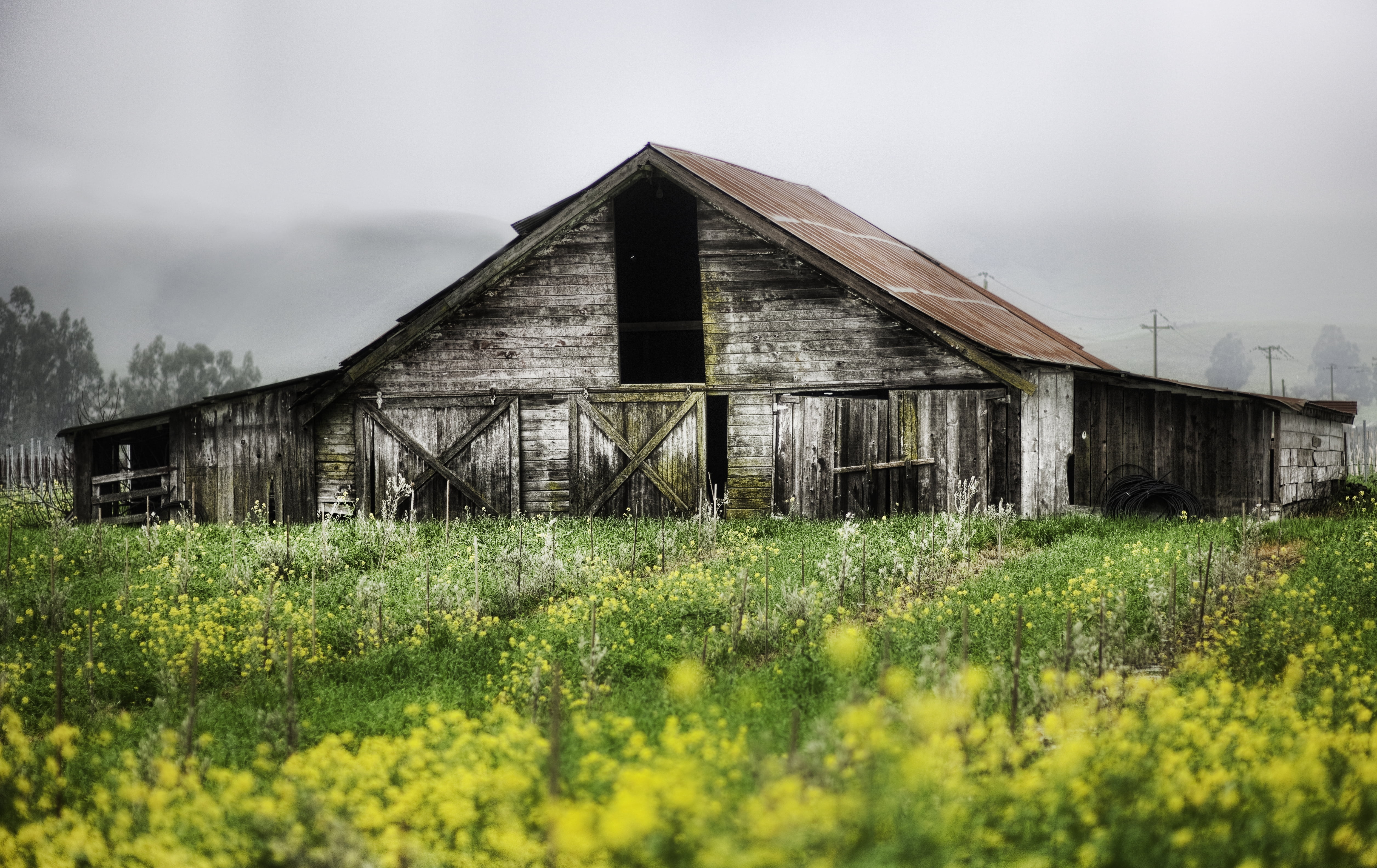 rustic, day, wood - Material, rural Scene, shed thrown, obsolete, non-Urban Scene, barn, grass, brown, 4K, white, growth, old-fashioned, weathered, nature, HD Wallpaper
