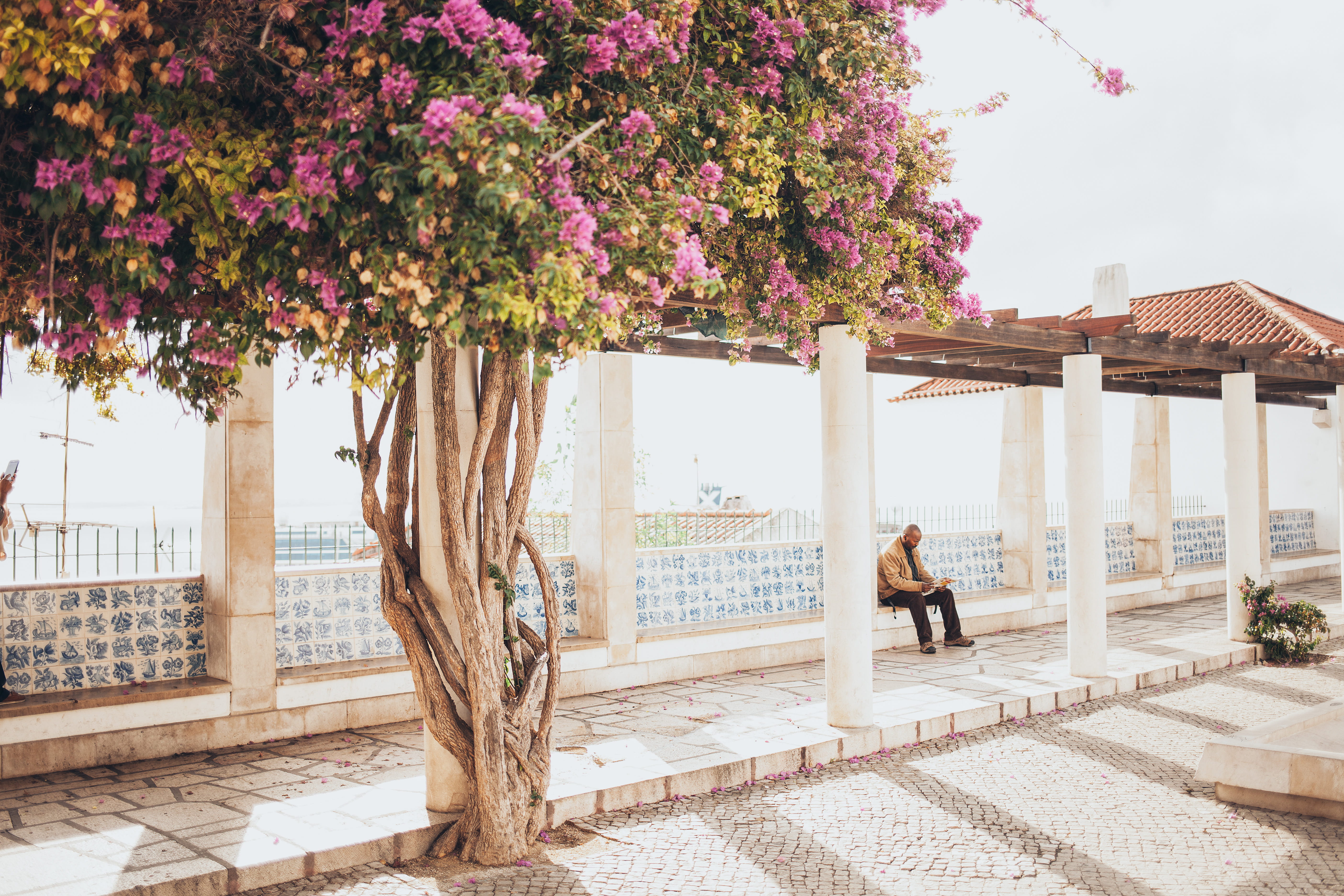 adult, summer, leisure, purple, sidewalk, flowers, beautiful, architectural column, tree, waiting, season, blossom, nature, growth, architecture, park, HD Wallpaper