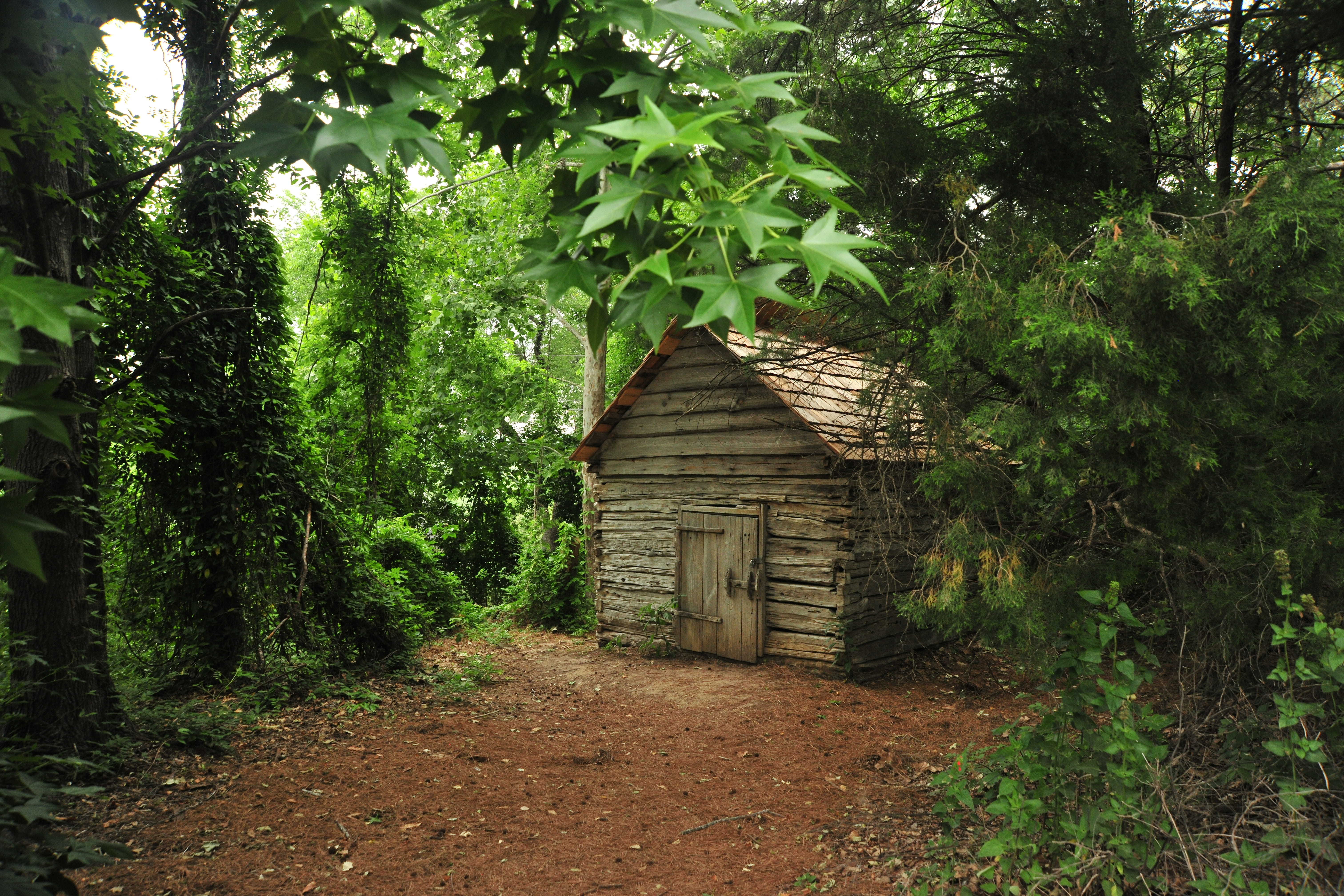 united states, hut, shed, san antonio, growth, tree, architecture, forest, beauty in nature, built structure, plant, building exterior, garden, green color, HD Wallpaper