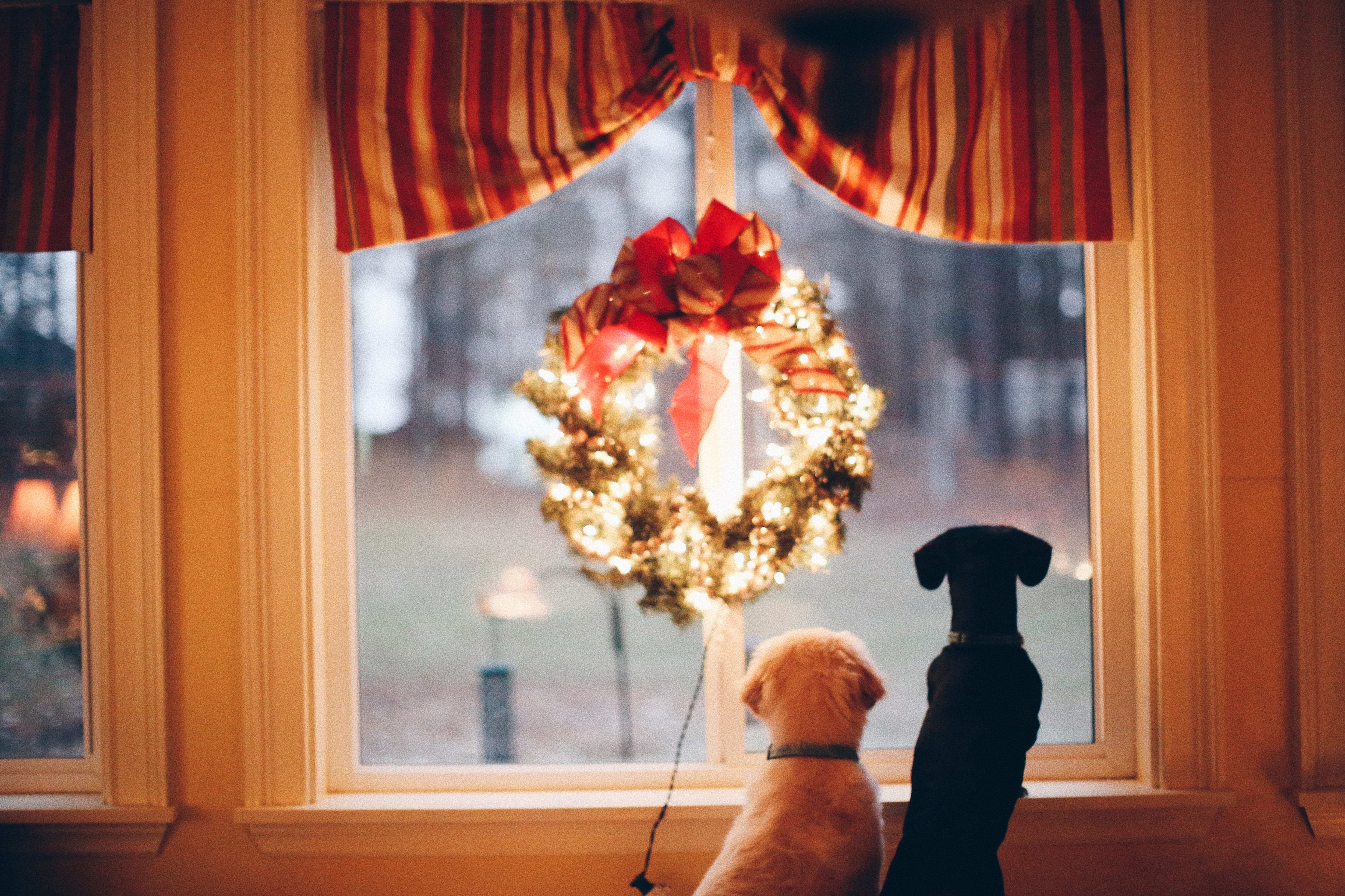 canine, plant, mammal, petal, window, christmas tree, tree, indoors, illuminated, 5K, dog, animal themes, one person, front, home interior, pet, furniture, HD Wallpaper