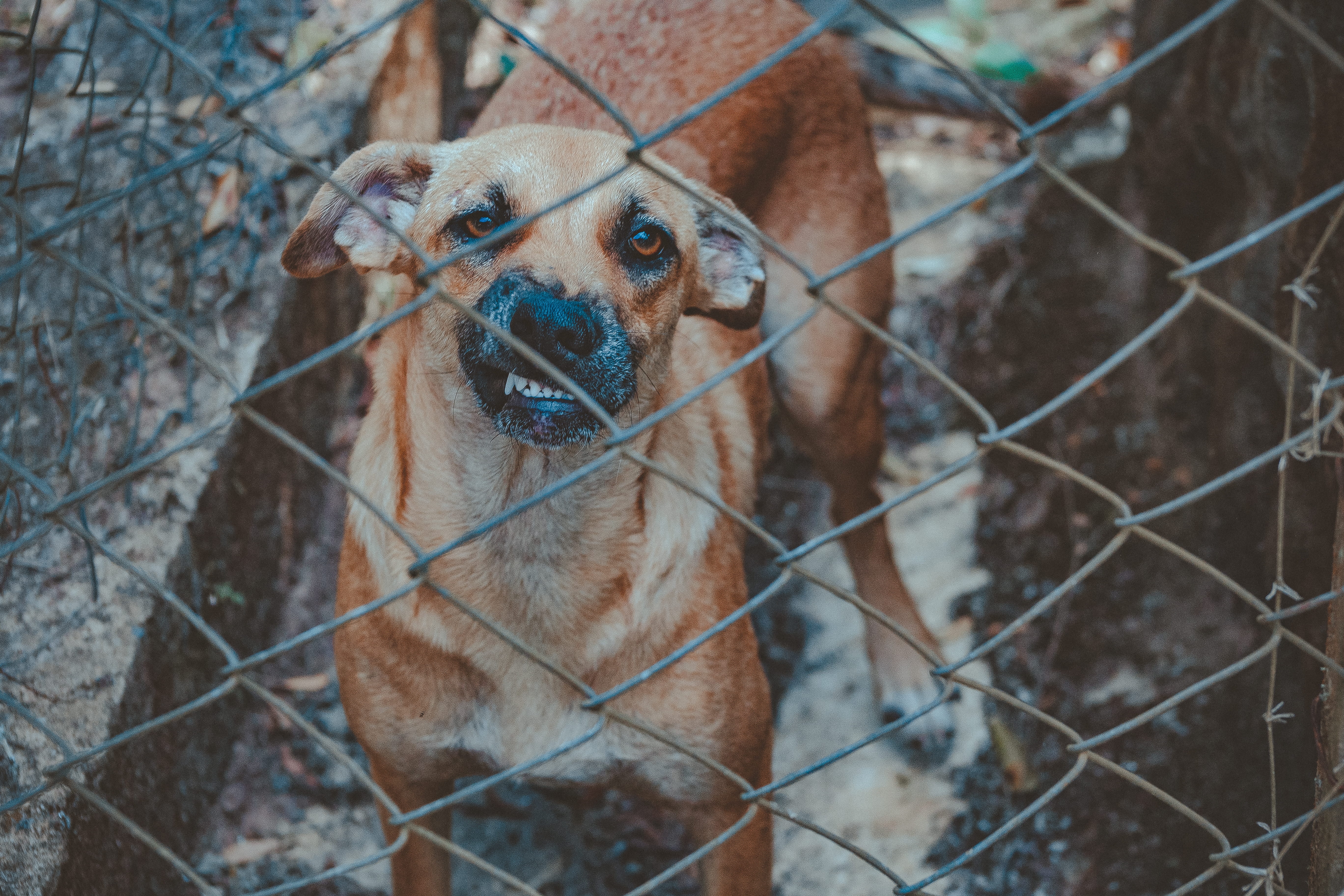 security, snout, fence, young, barrier, animal body part, pets, guard, wall, no people, link, animal, animal head, one animal, cute, grass, canine, eye, HD Wallpaper