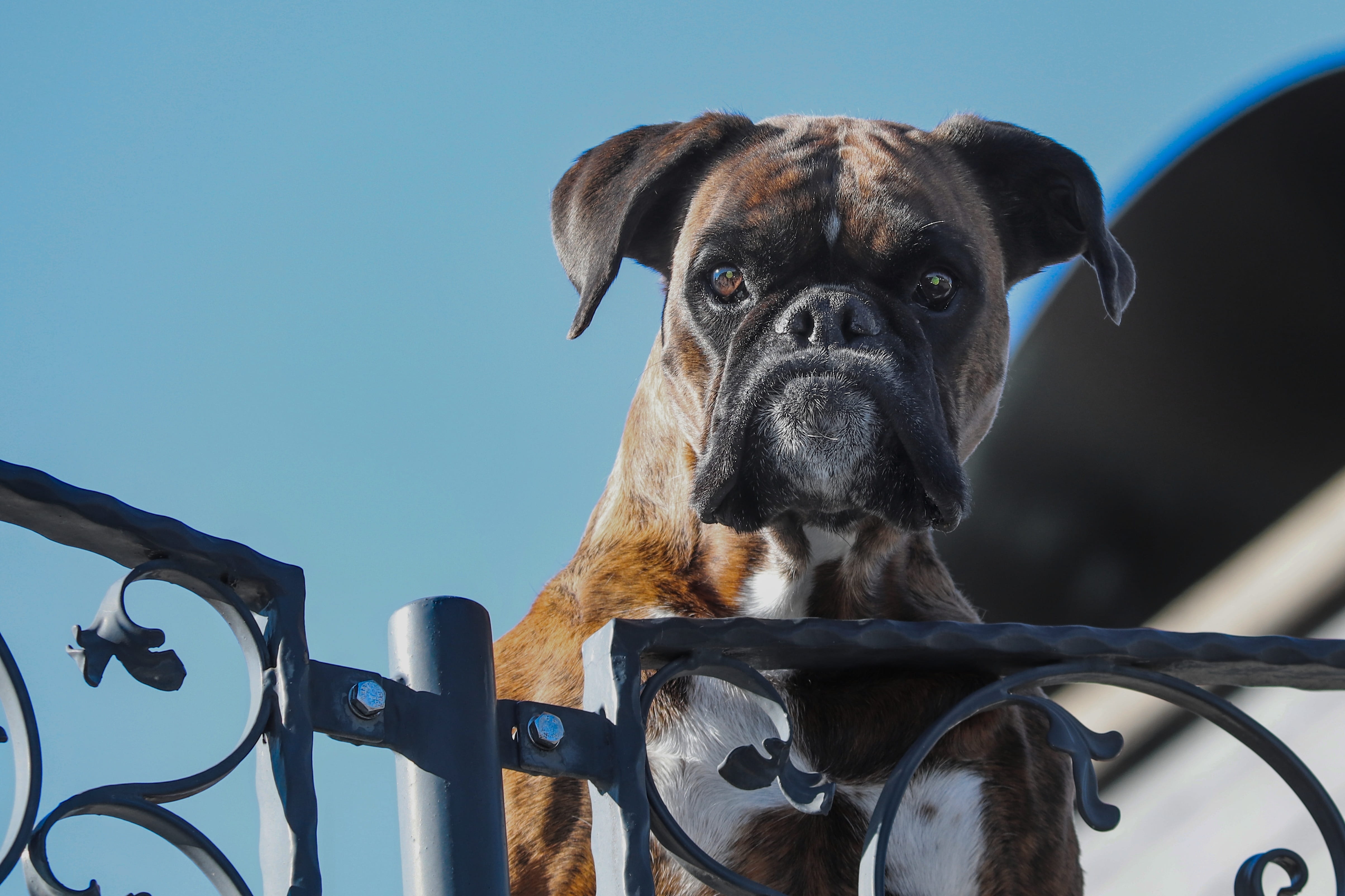 head, mammal, portrait, blue, dog, animal themes, guards, nature, one animal, domestic, animal, looking at camera, animal portrait, canine, attention, animal head, HD Wallpaper