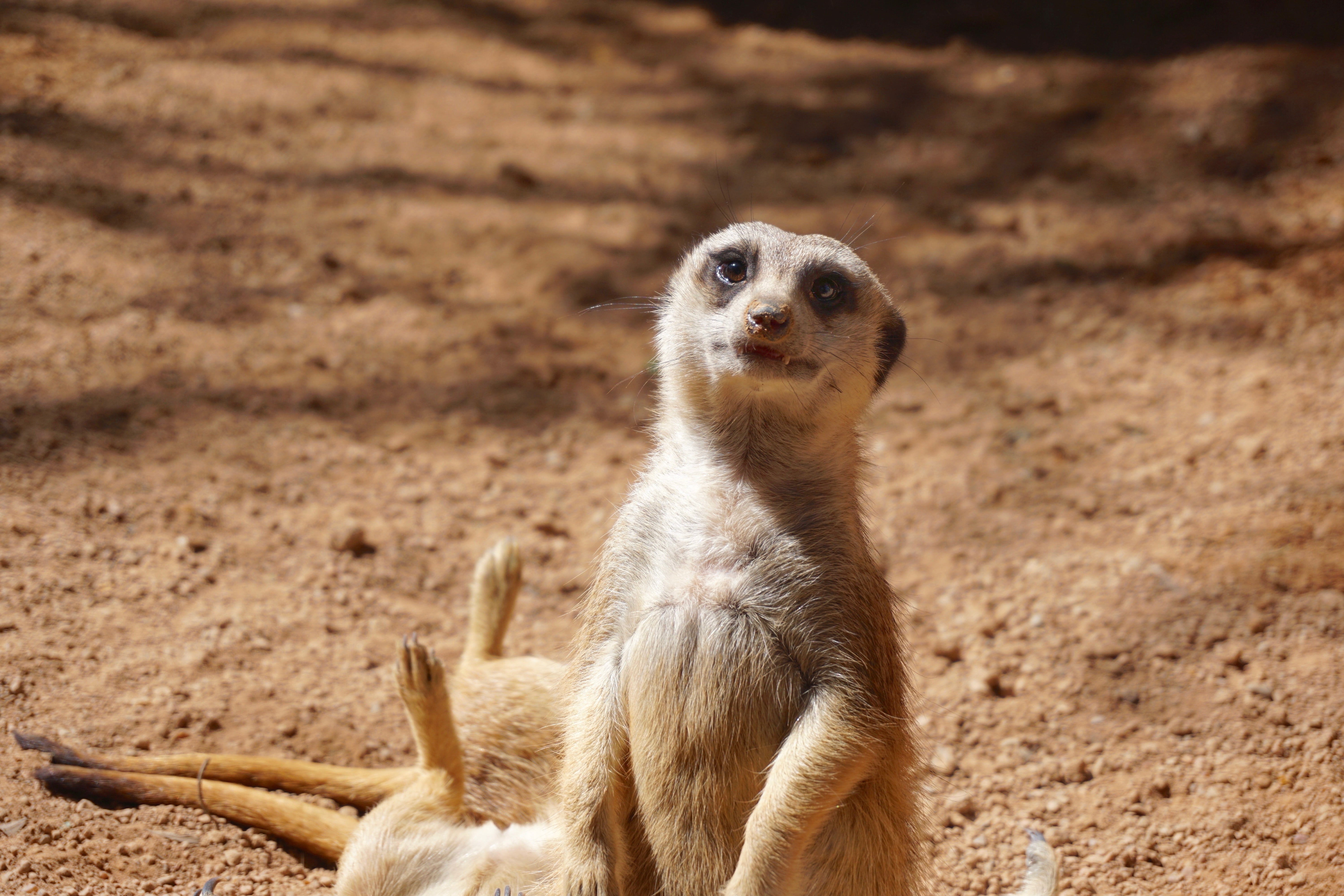 keep an eye out, alertness, day, 5K, scharrtier, desert, suricata suricatta, focus on foreground, herpestidae, cute, furry, standing, meerkat, looking away, HD Wallpaper