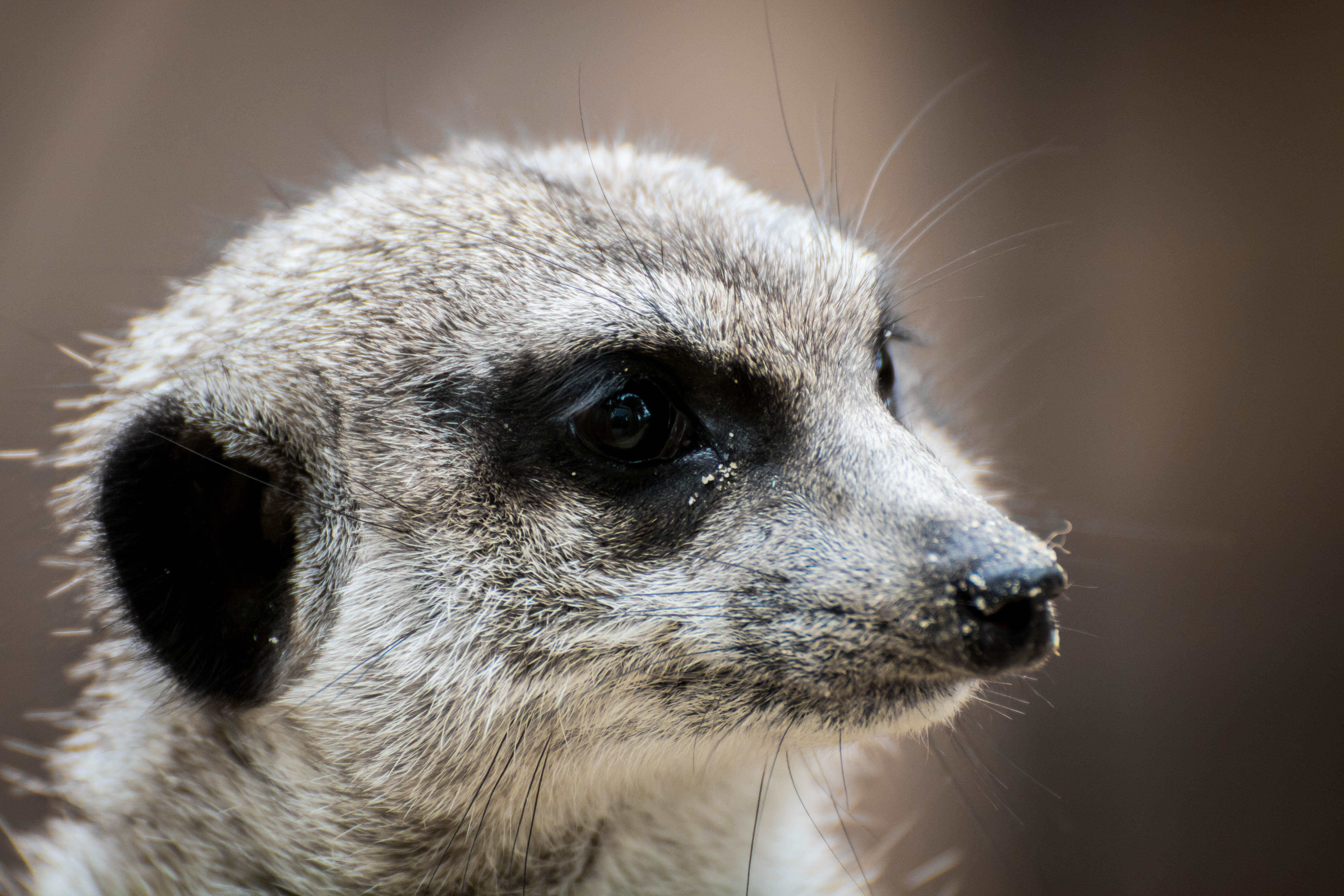 looking away, head, close, keep an eye out, animal world, small, snout, guard, looking, furry, mammal, portrait, erdmann, animals in the wild, outdoors, HD Wallpaper