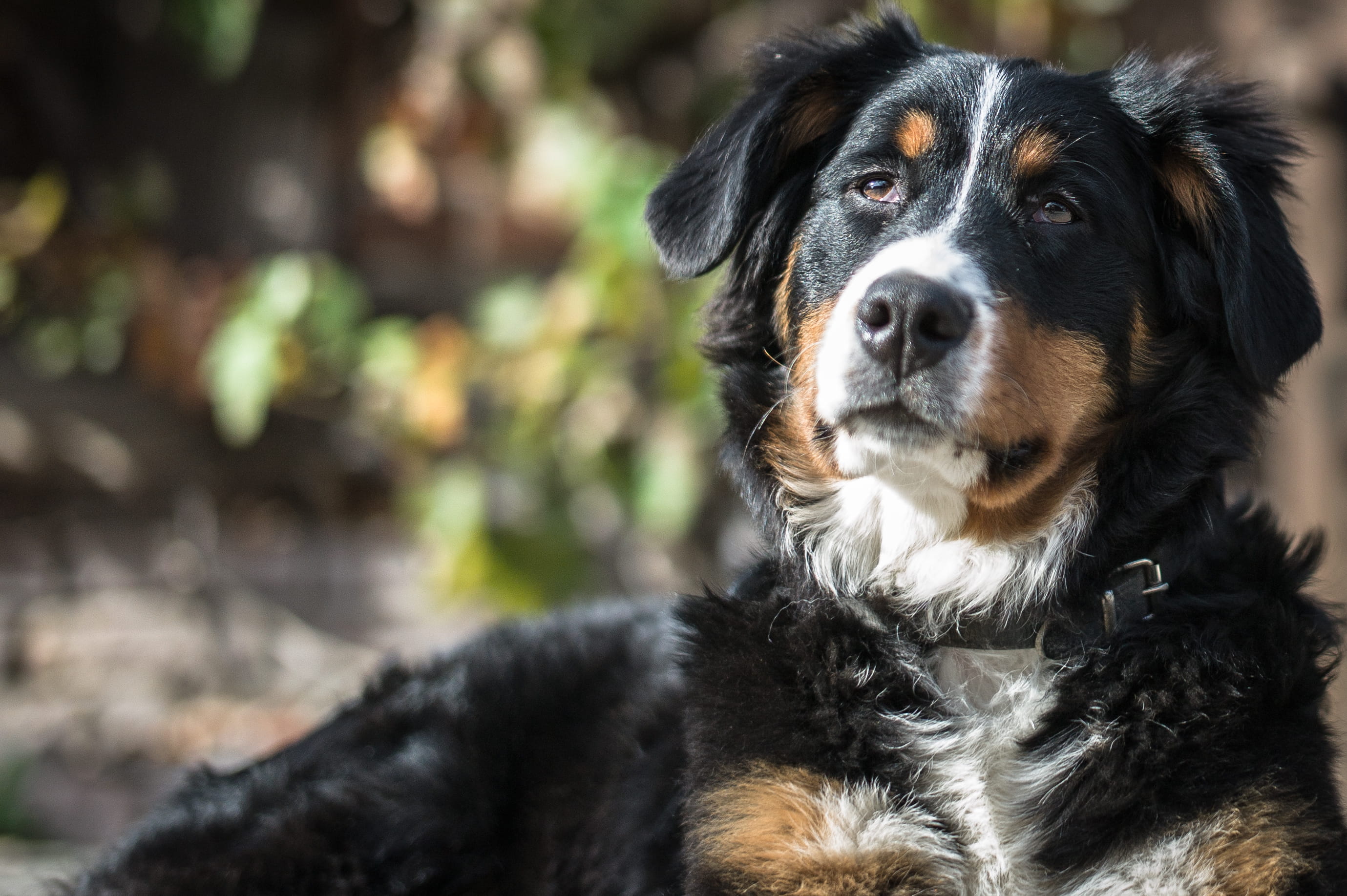 looking at camera, mountain, adorable, 2K, animal head, domestic animals, border collie, focus on foreground, mammal, vertebrate, dog, eye, pet, nature, HD Wallpaper