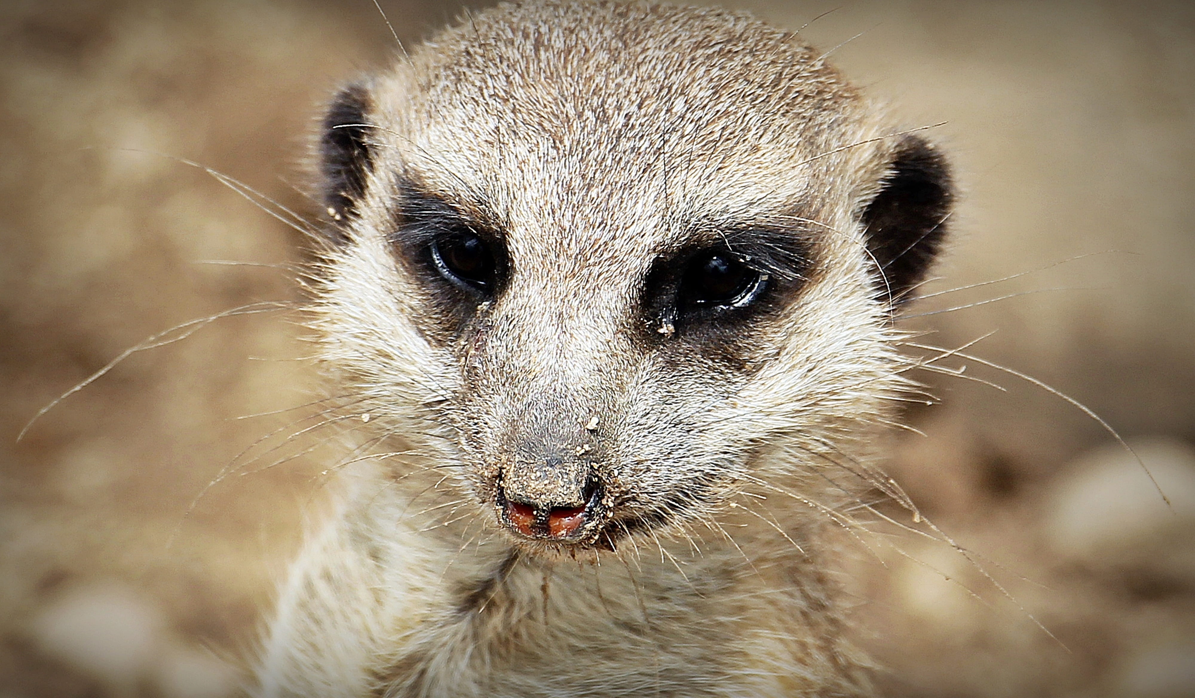 sweet, animal mouth, fur, animal head, wildlife photography, brown, Small, outdoors, looking, button eyes, looking at camera, vertebrate, body part, whisker, HD Wallpaper