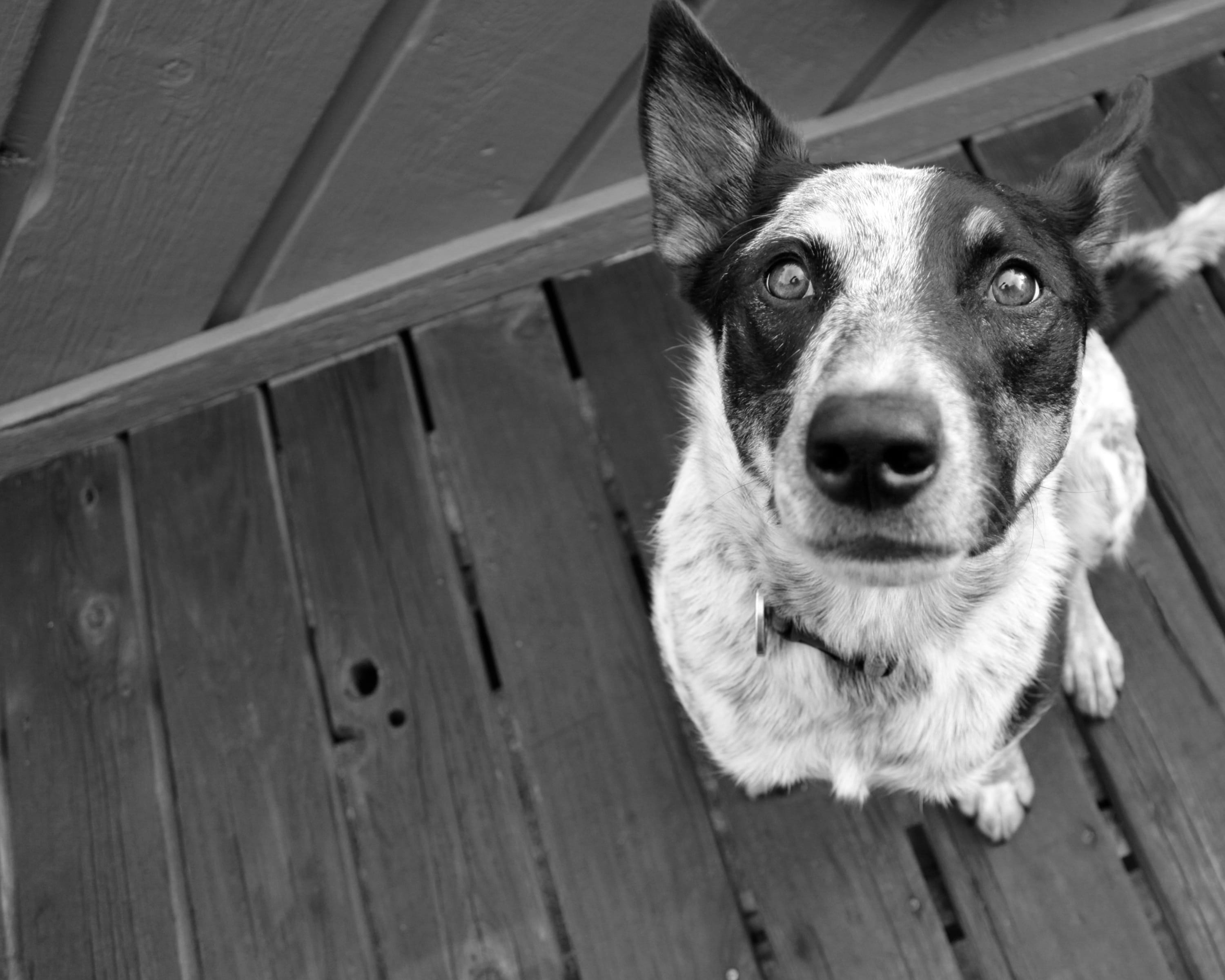 ear, guard, one animal, wood, day, pets, eyes, vertebrate, dog, animal, no people, portrait, domestic animals, canine, domestic, high angle view, looking at camera, HD Wallpaper