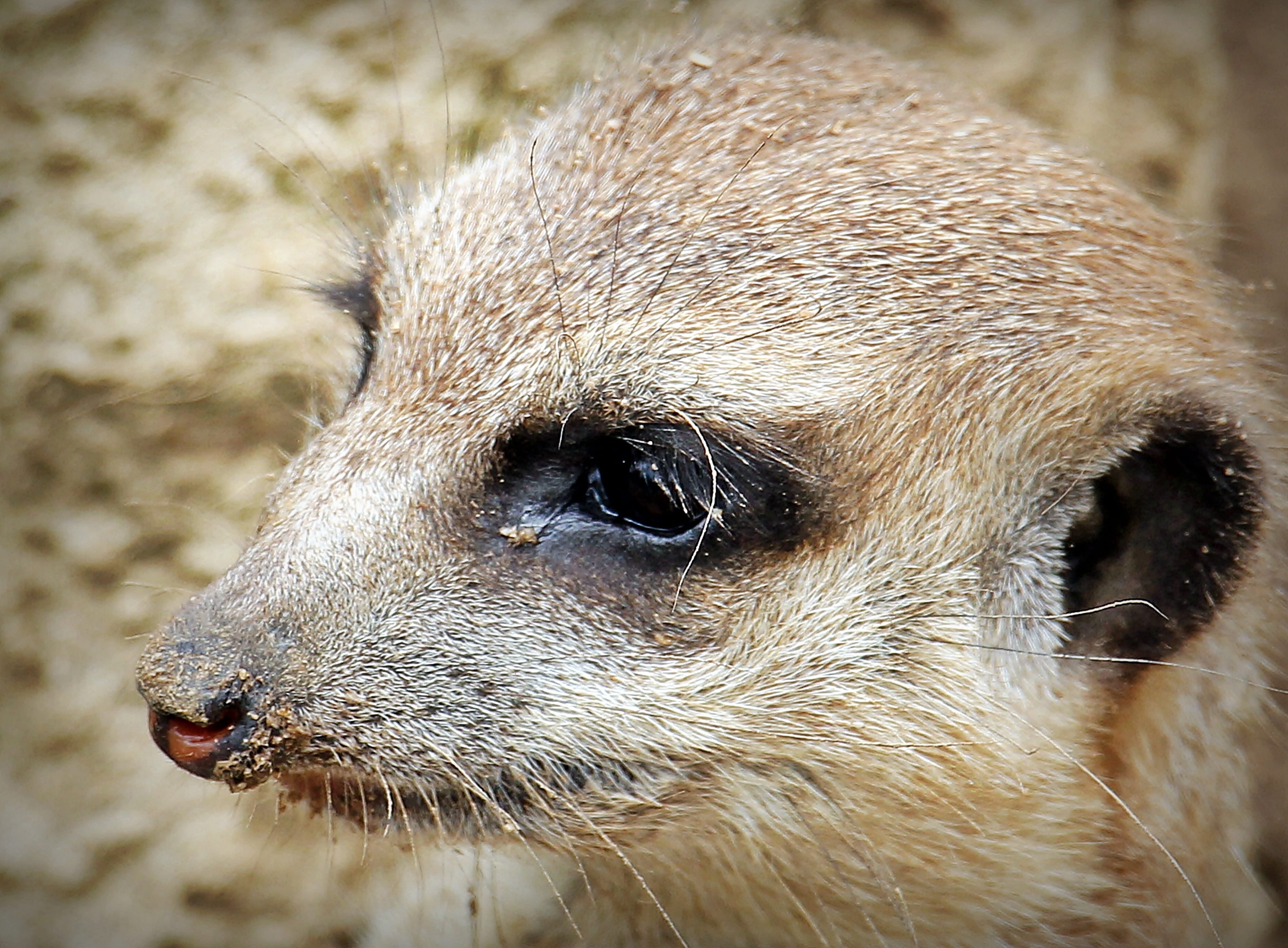 one animal, Curious, mongoose, day, cute, fur, africa, close-up, Small, animal eye, tiergarten, vertebrate, close, snout, wild animal, animal body part, HD Wallpaper