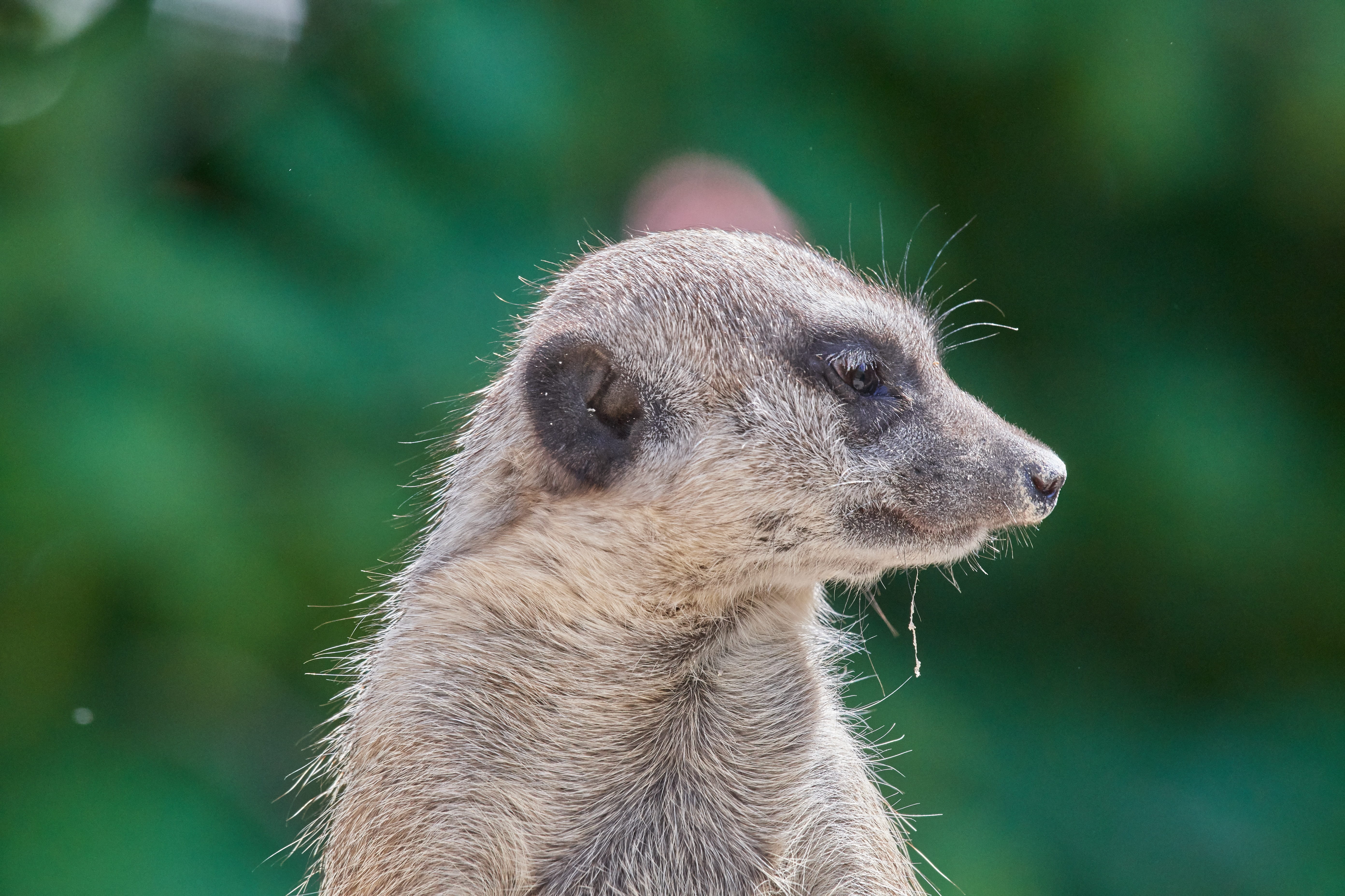 animal, funny, day, nature, 5K, one animal, zoo, close-up, profile view, focus on foreground, watch, no people, animal wildlife, mammal, animal head, alertness, HD Wallpaper