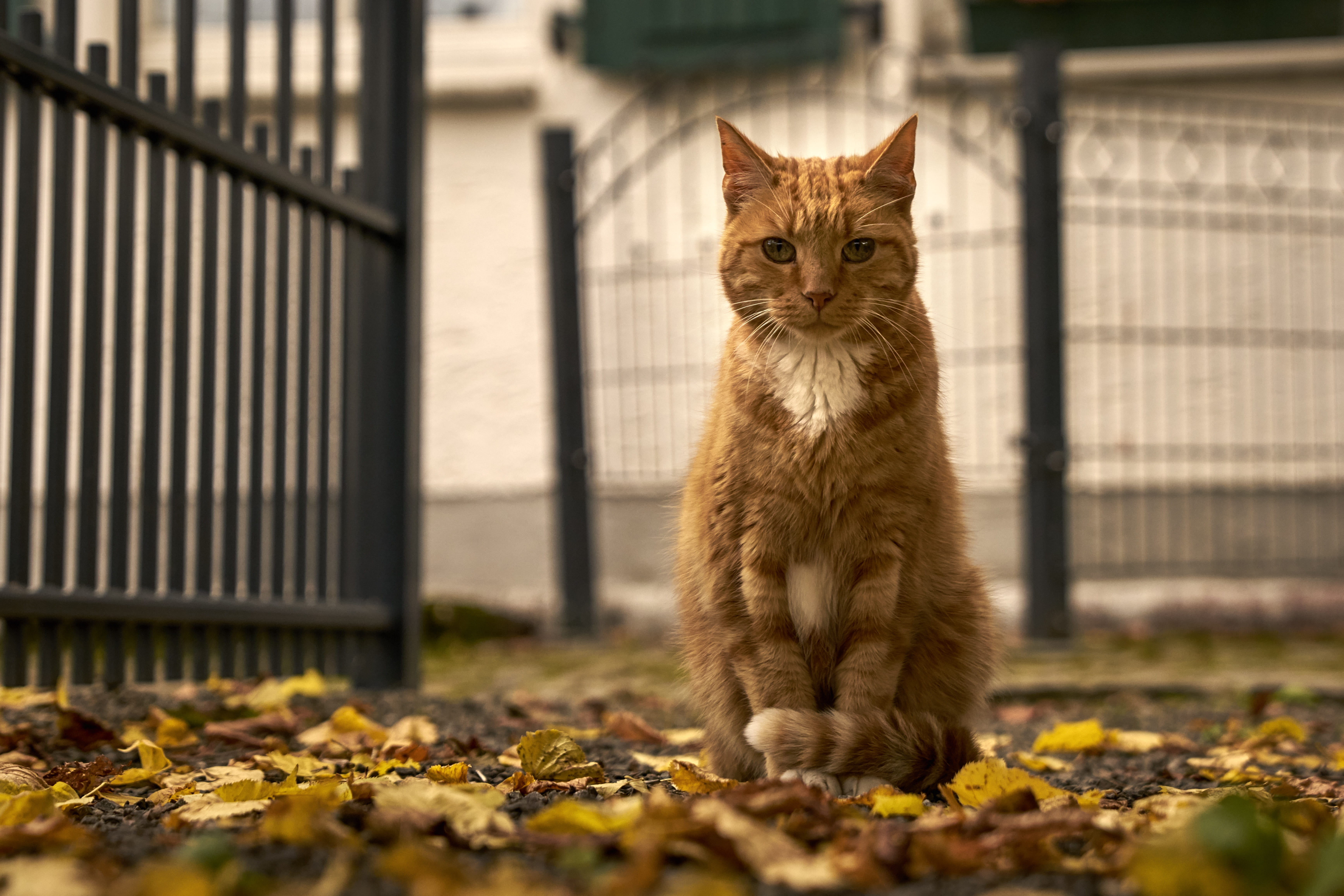 red tomcat, cat portrait, lucky cat, cat face, feline, view, selective, adidas, guard, focus, 5K, fur, fence, domestic animals, sitting, domestic, hangover watched, HD Wallpaper