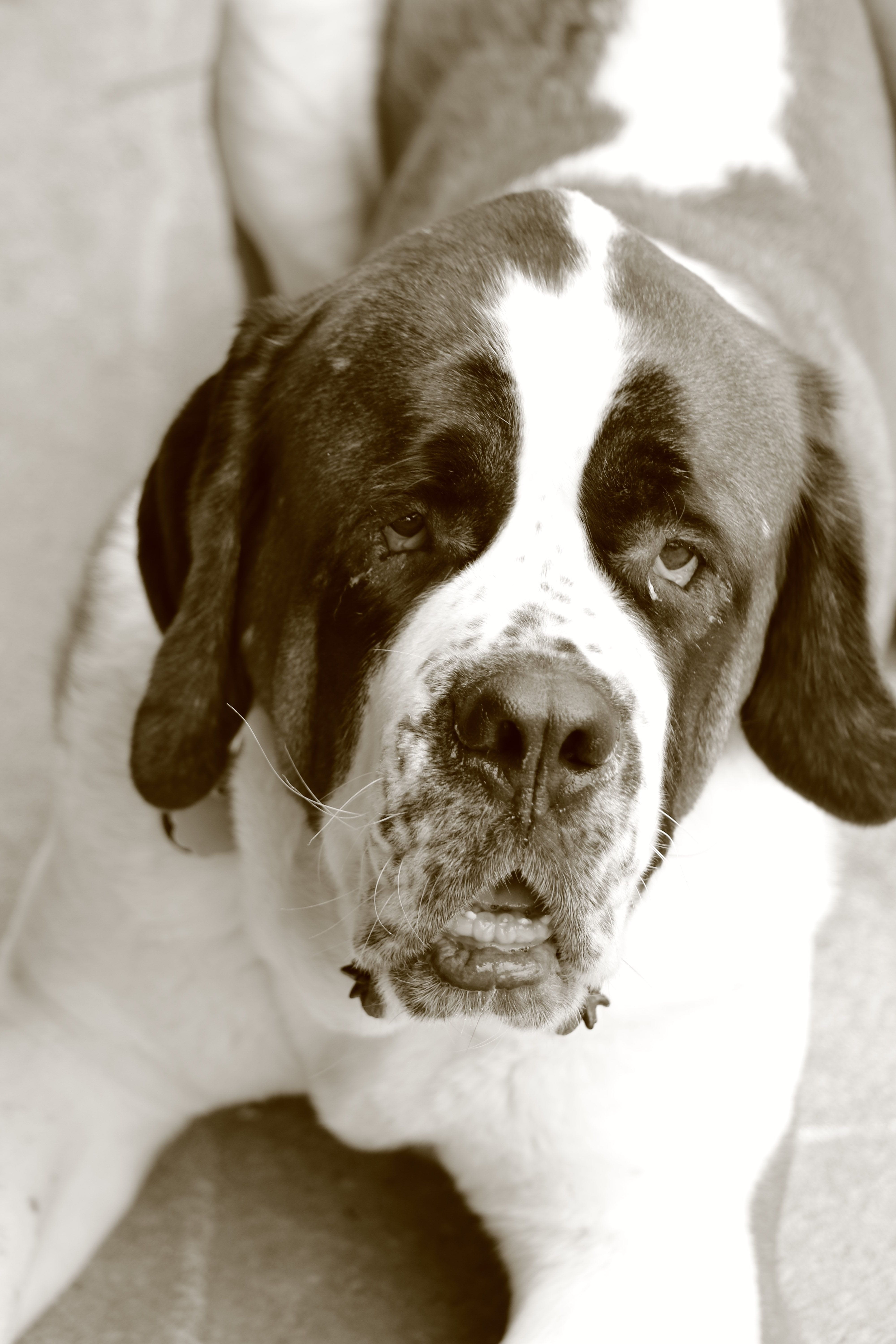 large, saint bernard, vertebrate, dog, indoors, looking, eyes, loyal, high angle view, adoration, sad face, nose, best friend, focus on foreground, cute, Phone HD Wallpaper