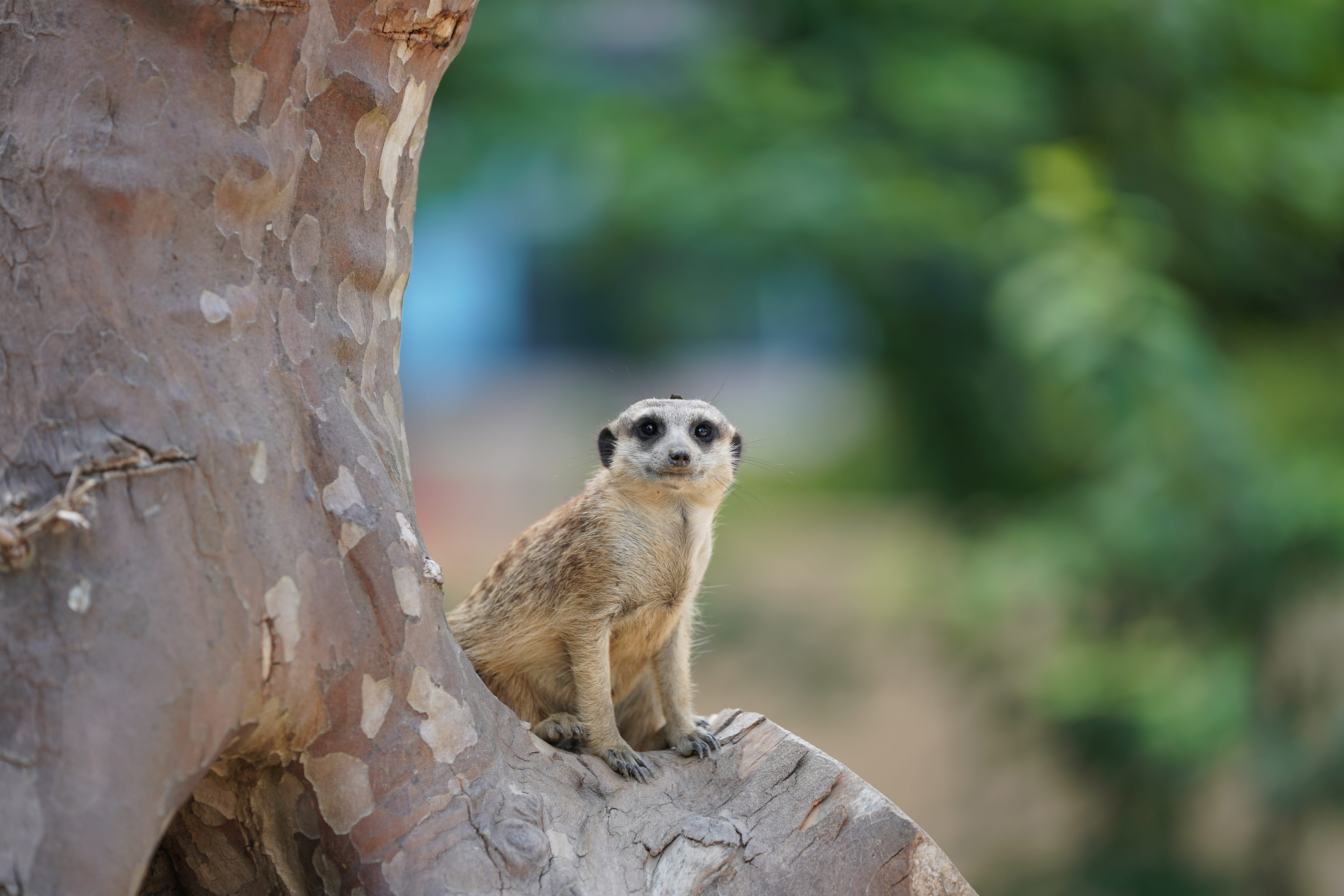ausschau, animal wildlife, nature, one animal, desert, sitting, keep an eye out, day, animal world, animals in the wild, 5K, vertebrate, looking, vigilant, HD Wallpaper