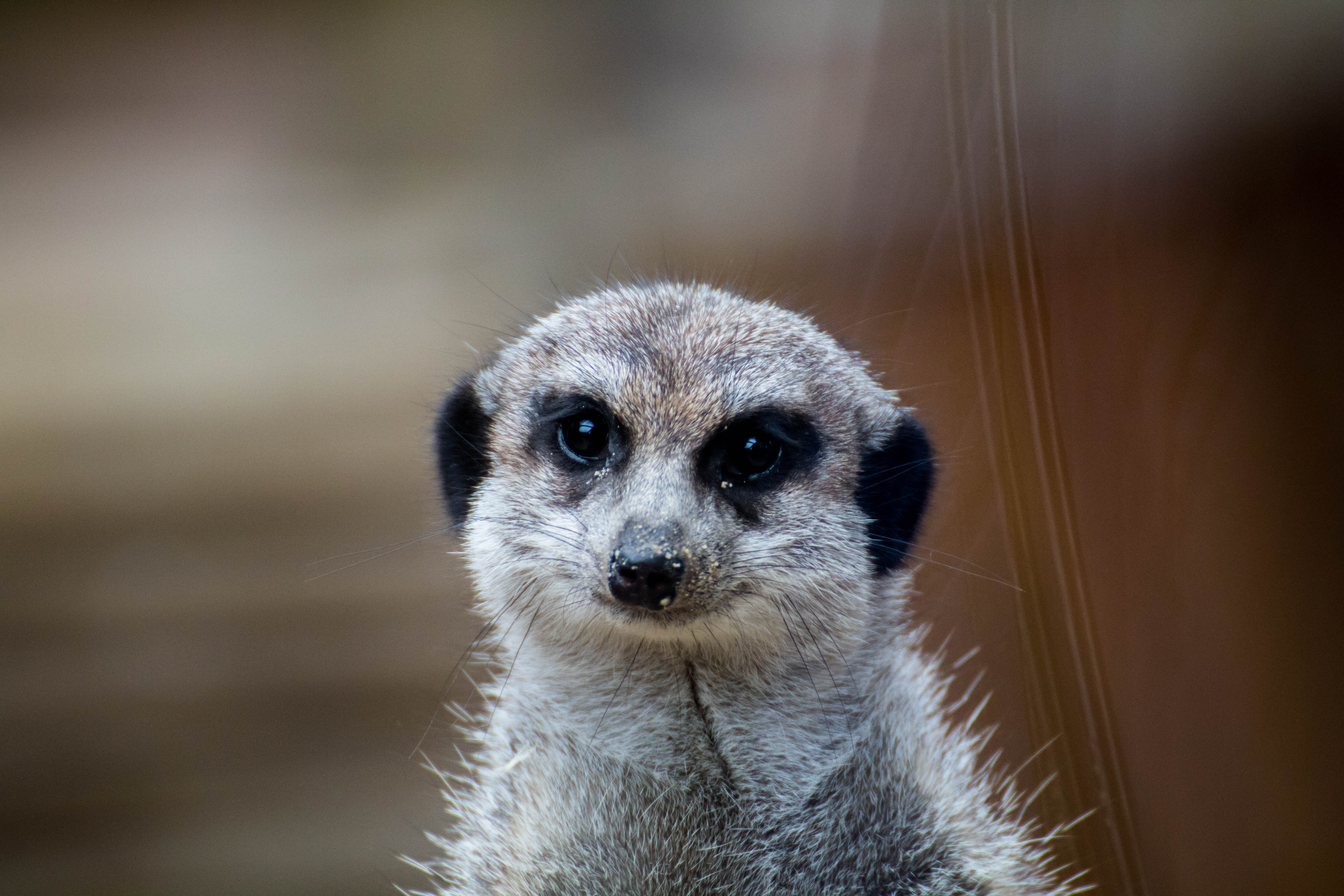 focus on foreground, close, animal wildlife, animals in the wild, no people, attention, wild animal, animal portrait, mammal, awakened, cute, looking at camera, HD Wallpaper