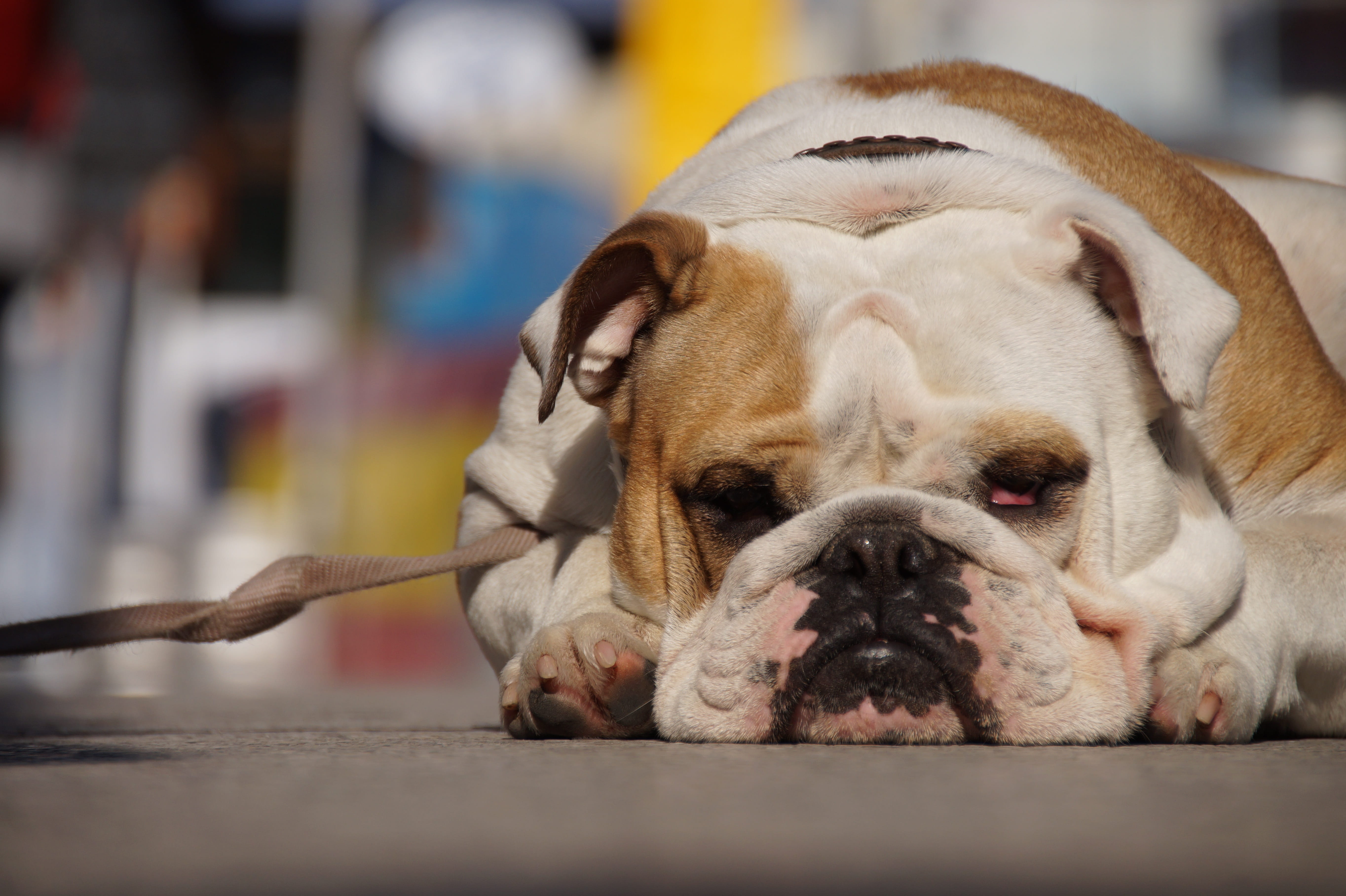 view, one animal, enjoy the sun, animal portrait, close-up, leash, resting, nose, lazing around, animal head, domestic, fond of animals, pets, summer, focus on foreground, HD Wallpaper