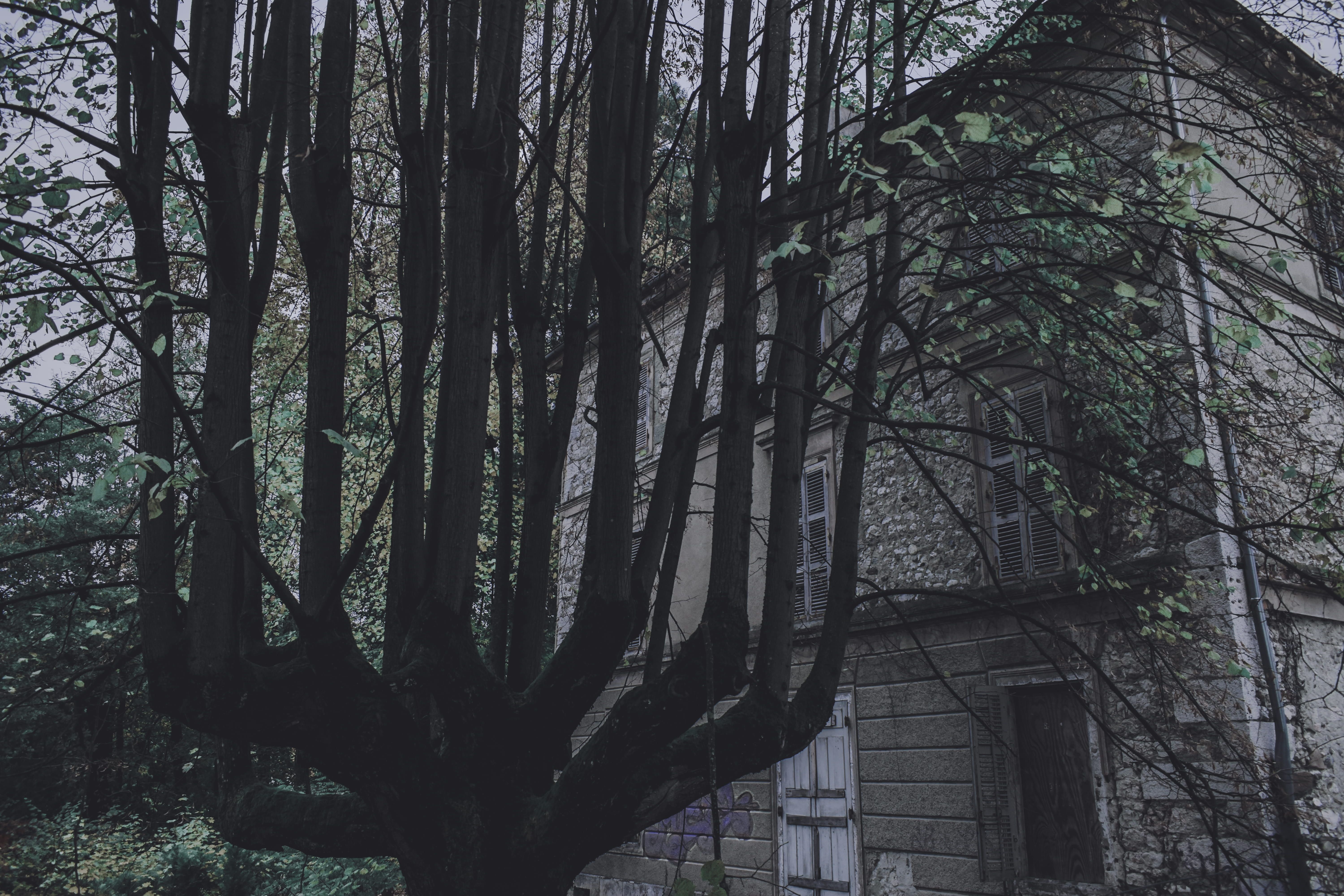 growth, urbex, house, branch, beauty in nature, abandonment, broken, low angle view, aix-les-bains, land, abandonné, built structure, day, 5K, building, HD Wallpaper