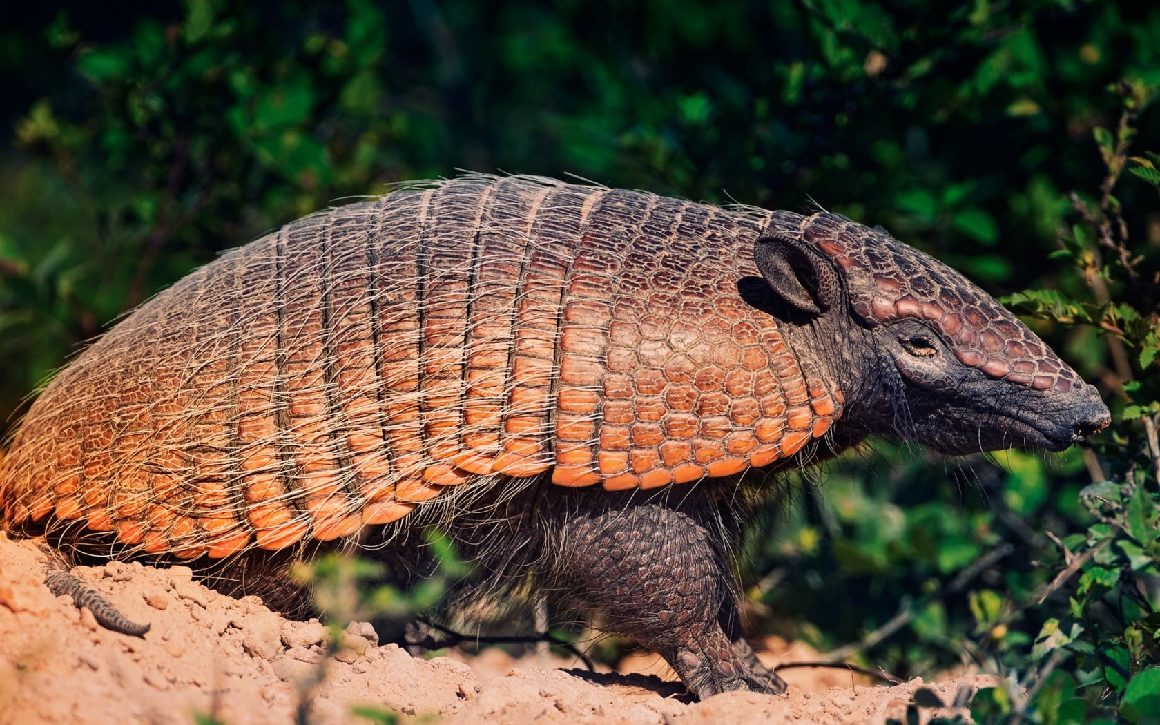 animal scale, no people, animal wildlife, battleship, close-up, sunlight, reptile, plant, four, animal, one animal, forest, nature, focus on foreground, HD Wallpaper